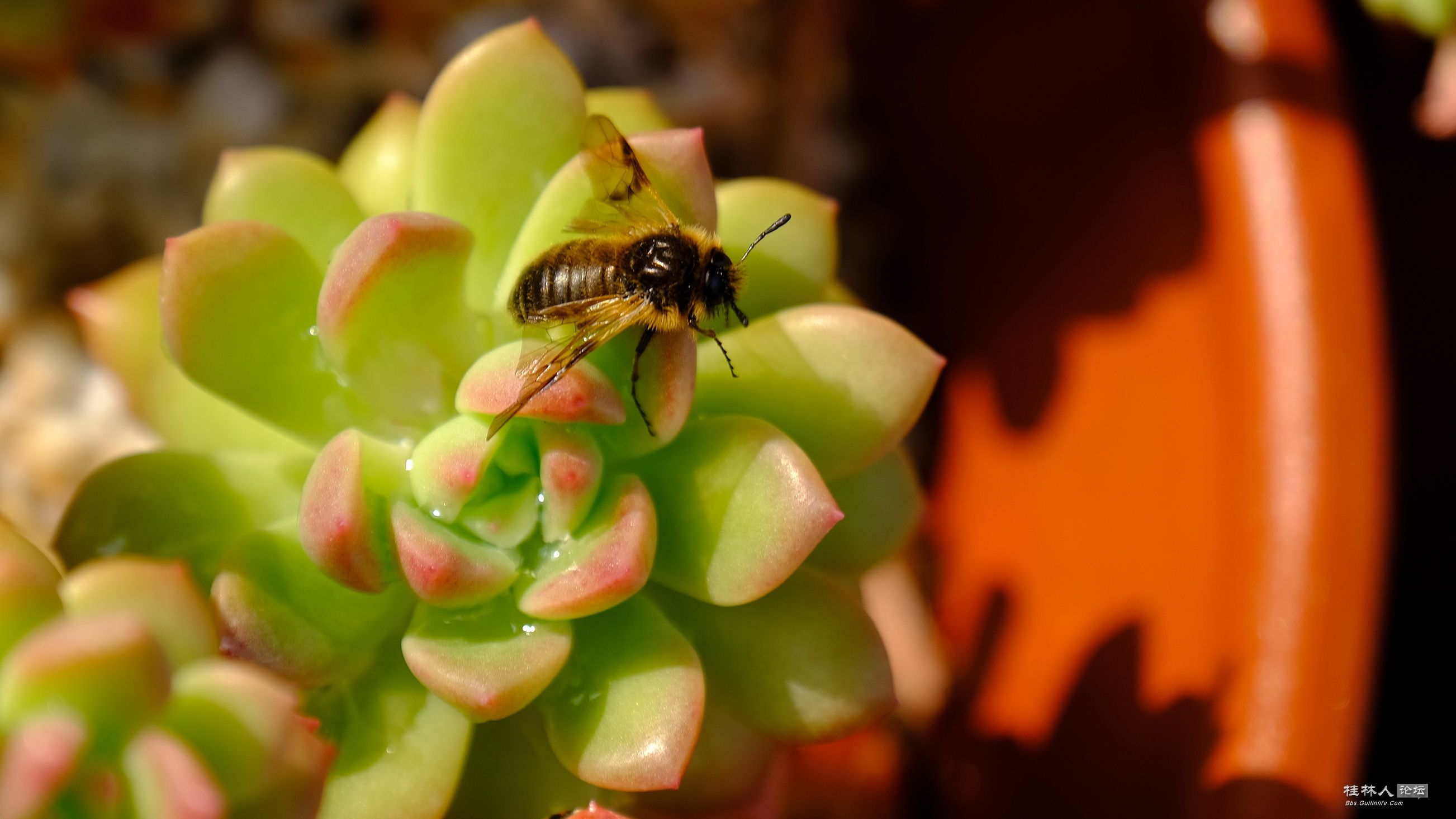 DSCF7880.JPG