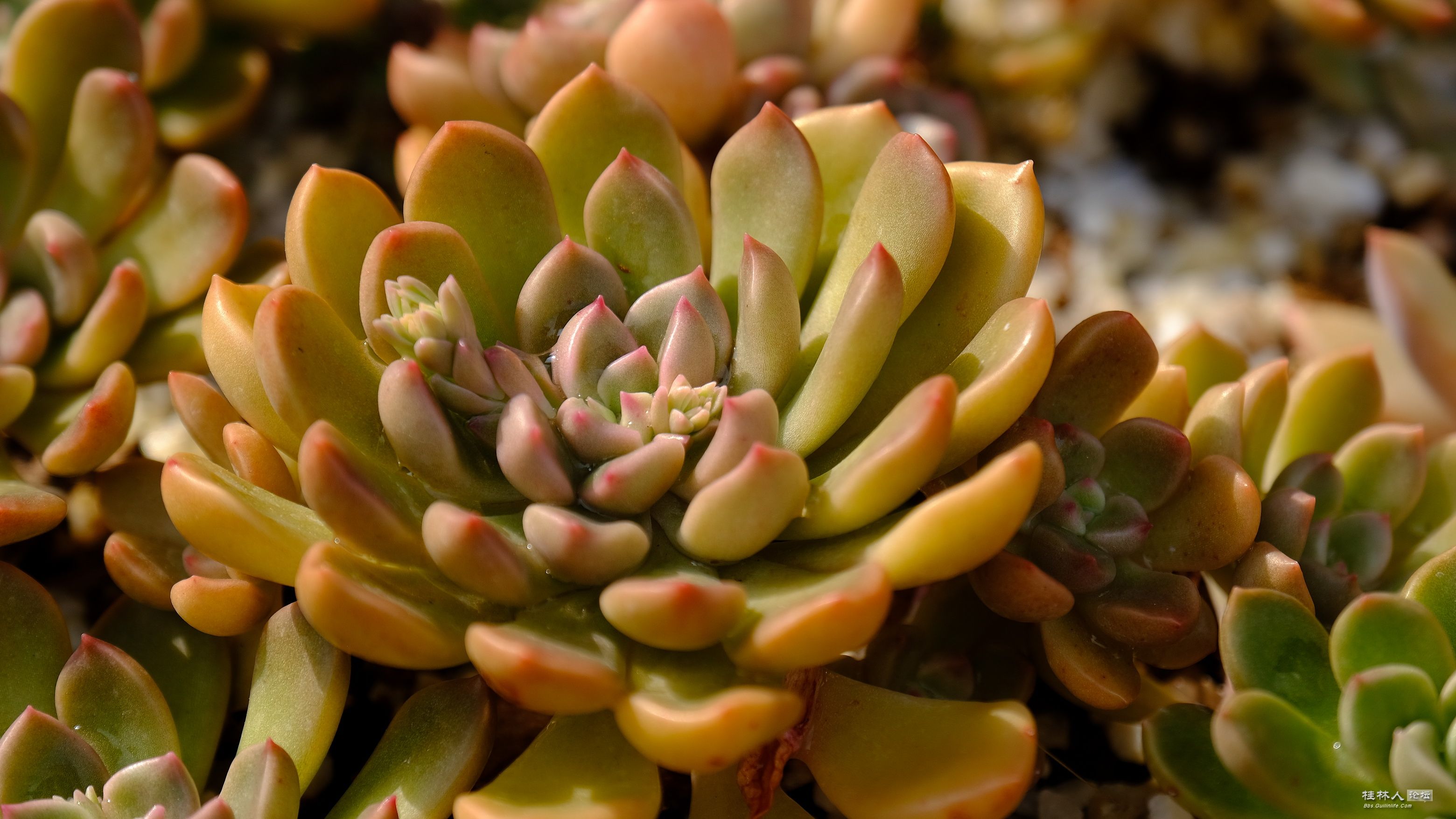 DSCF7877.JPG