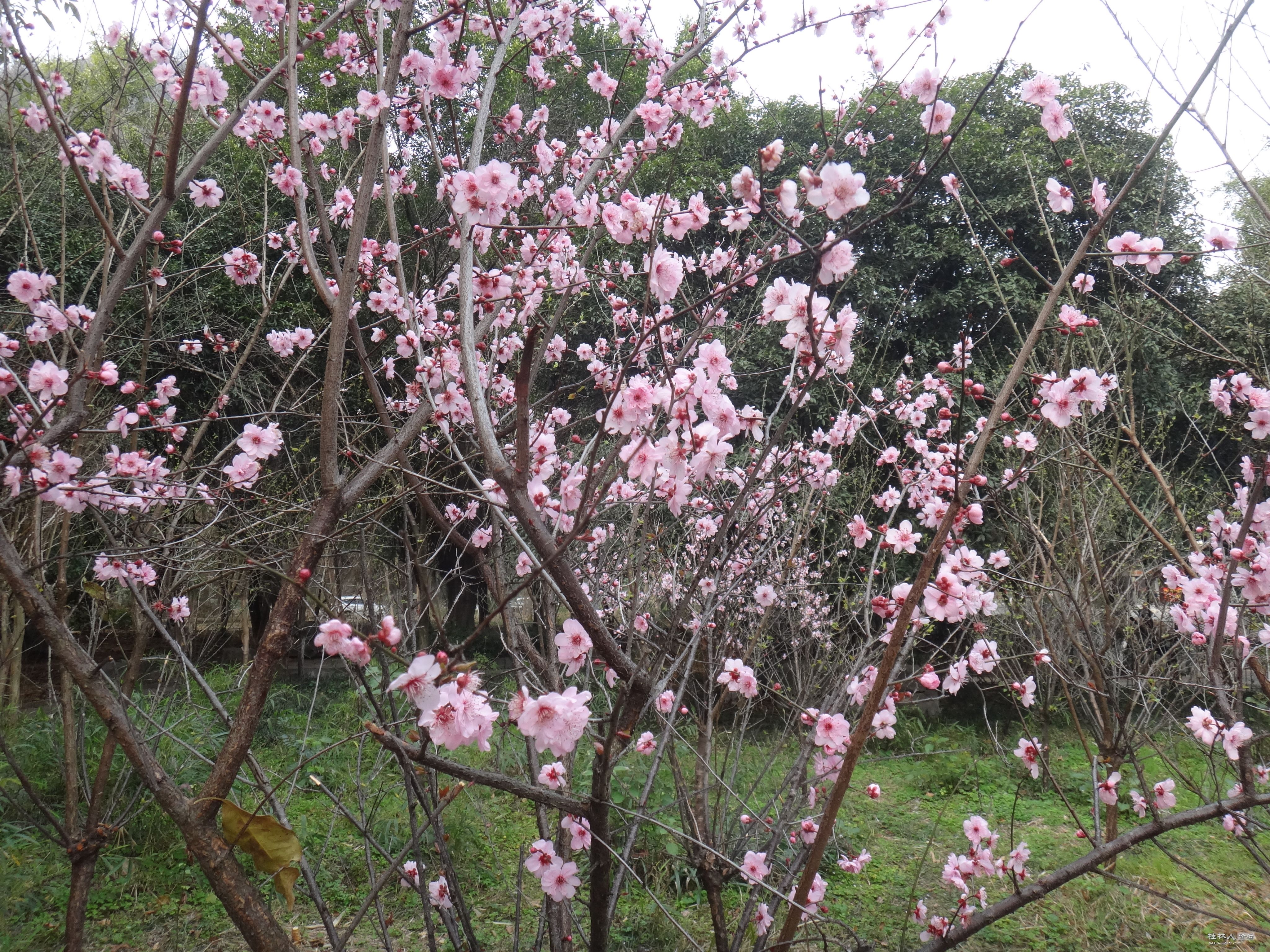 DSC03769.JPG