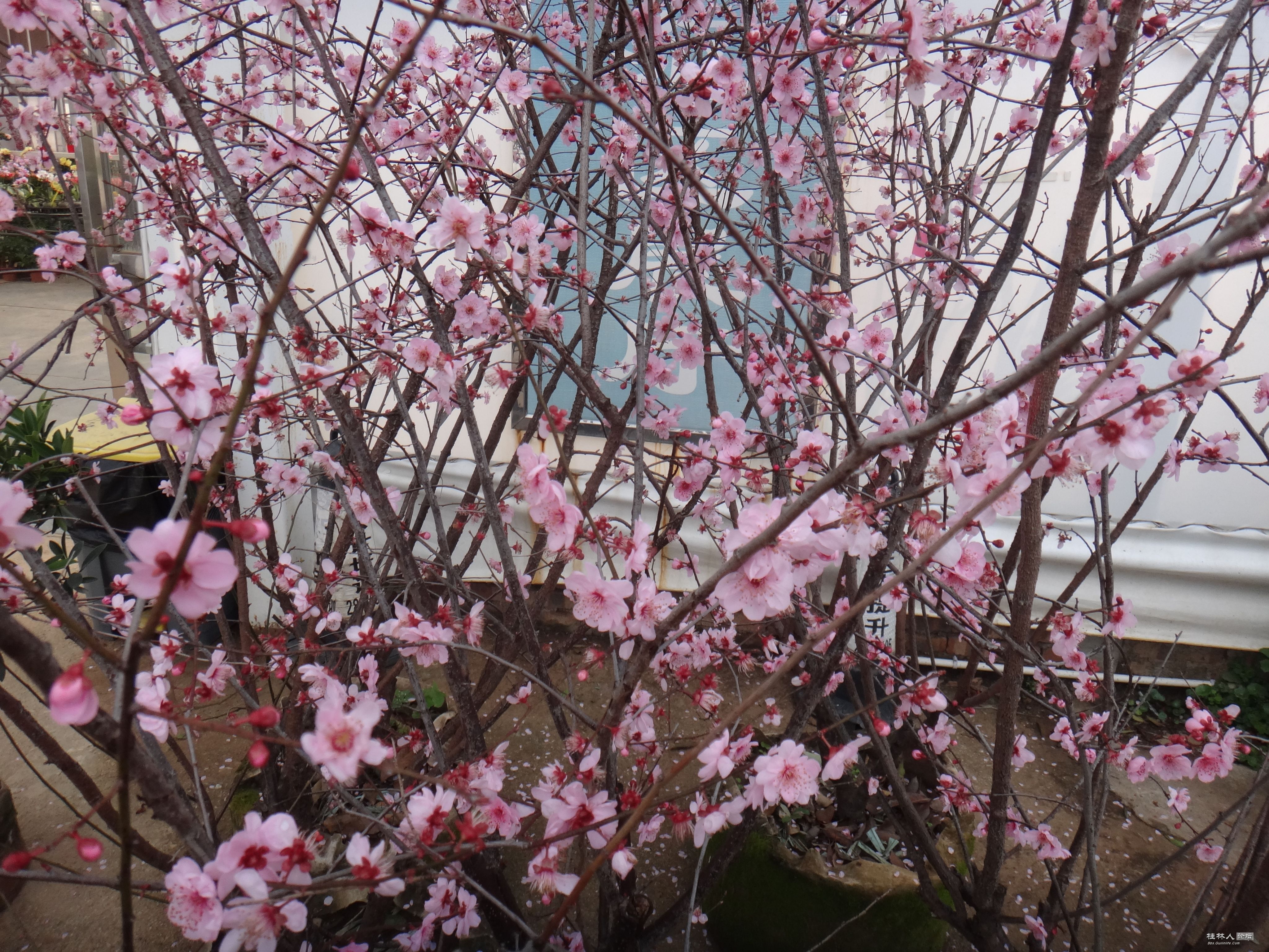 DSC03856.JPG