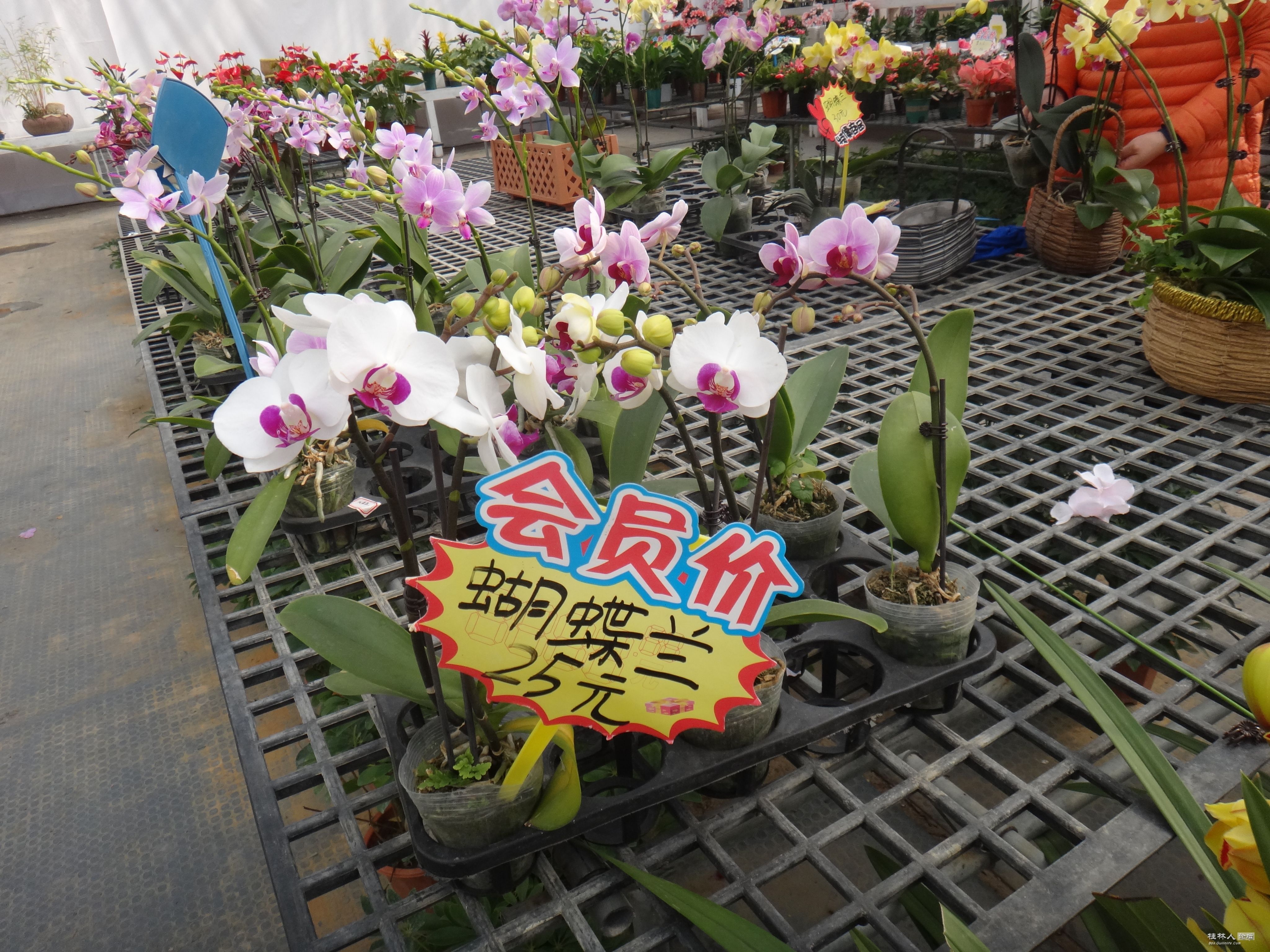 DSC03858.JPG