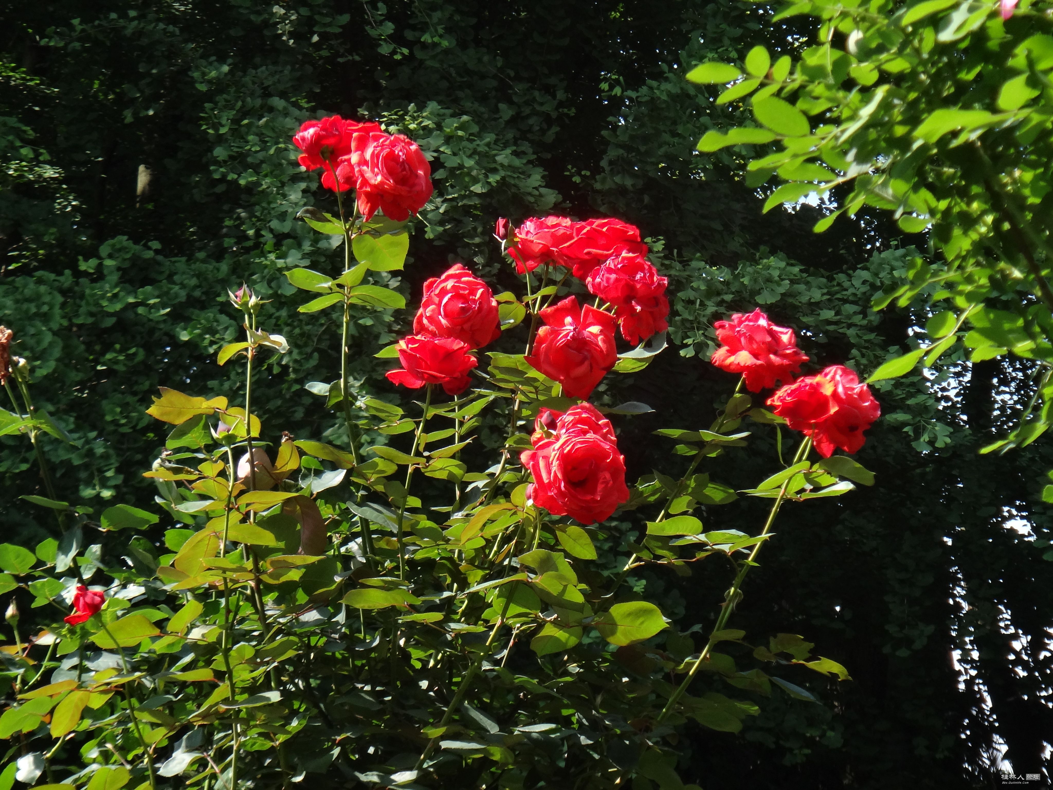 DSC09816.JPG