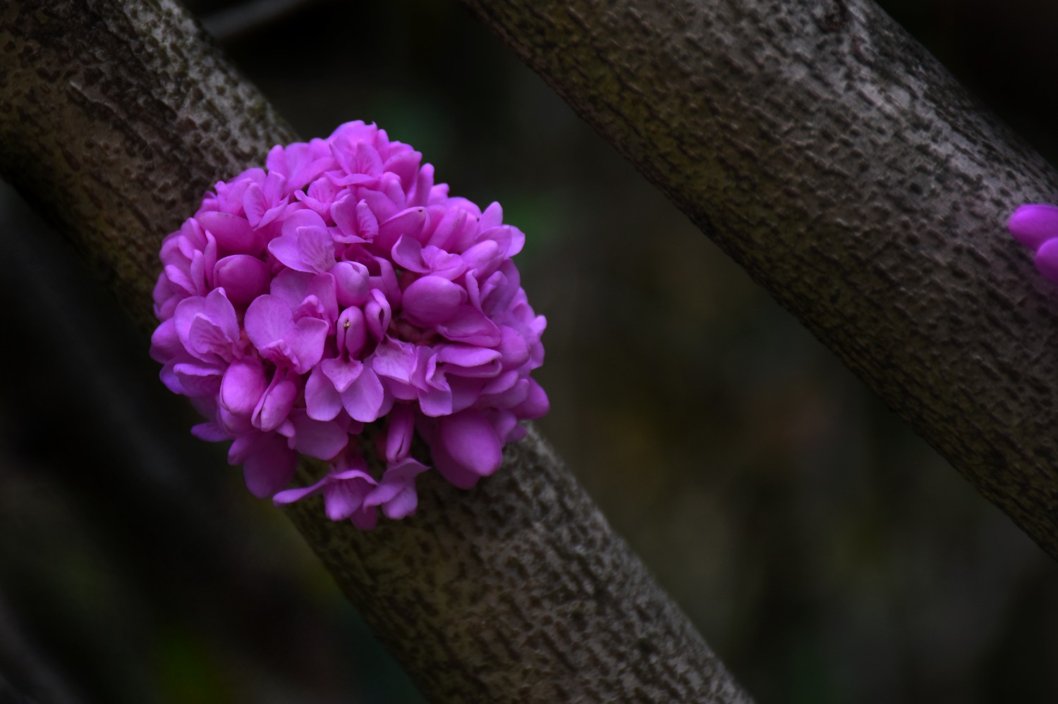DSC_9851-01.jpeg