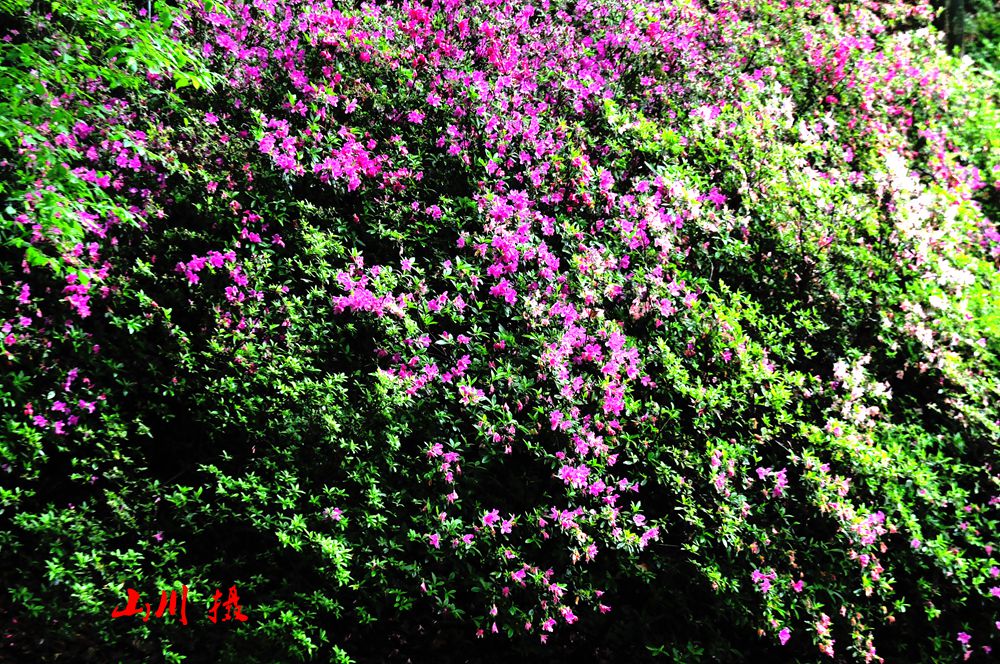 DSC_3821-1_.jpg