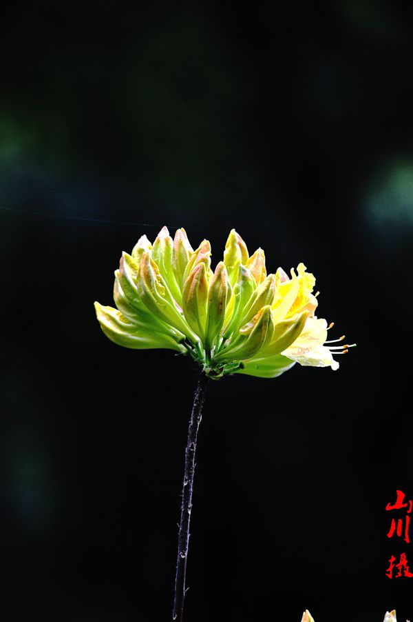 DSC_3857-1_.jpg