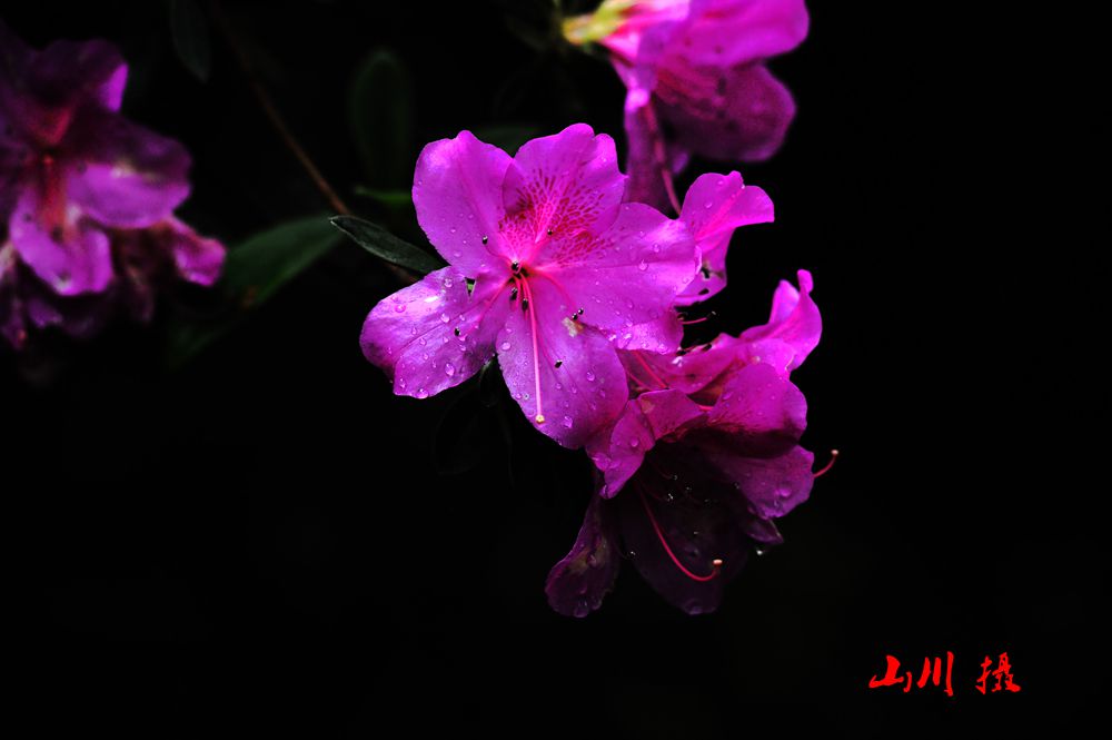 DSC_3860-1_.jpg