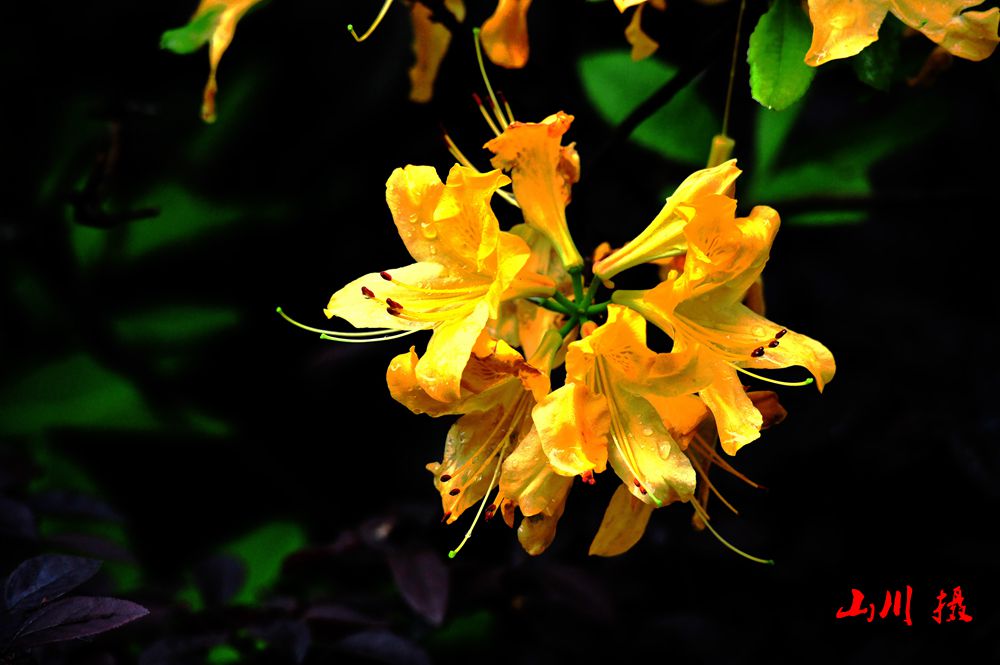 DSC_3843-1_.jpg