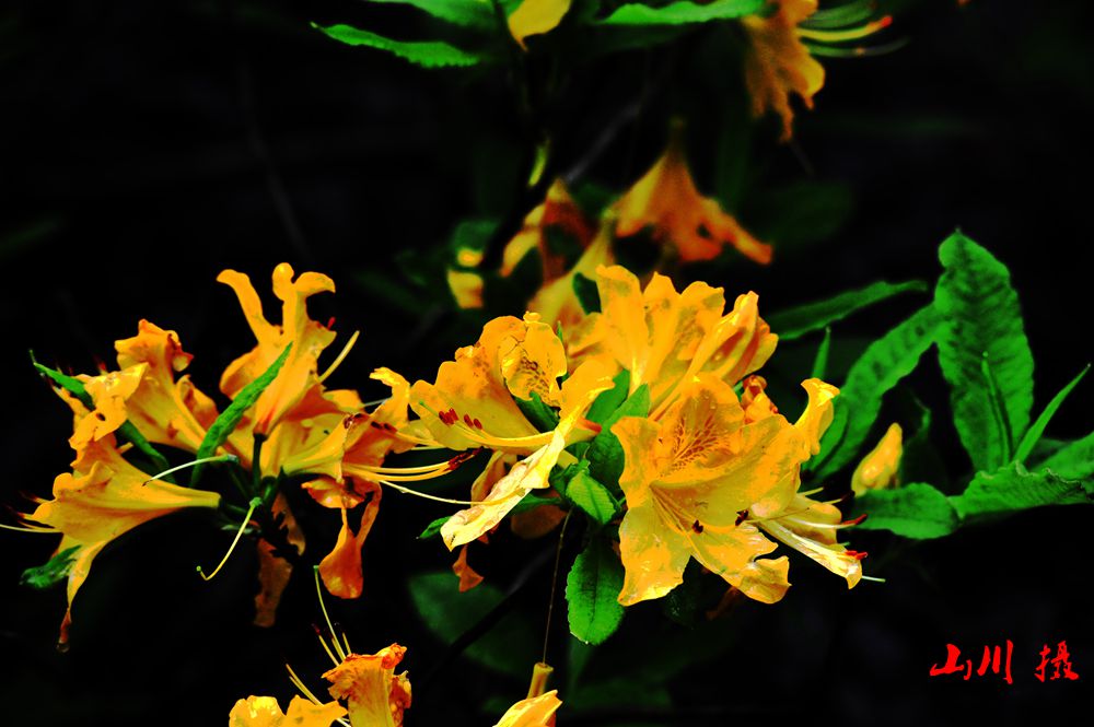 DSC_3844-1_.jpg
