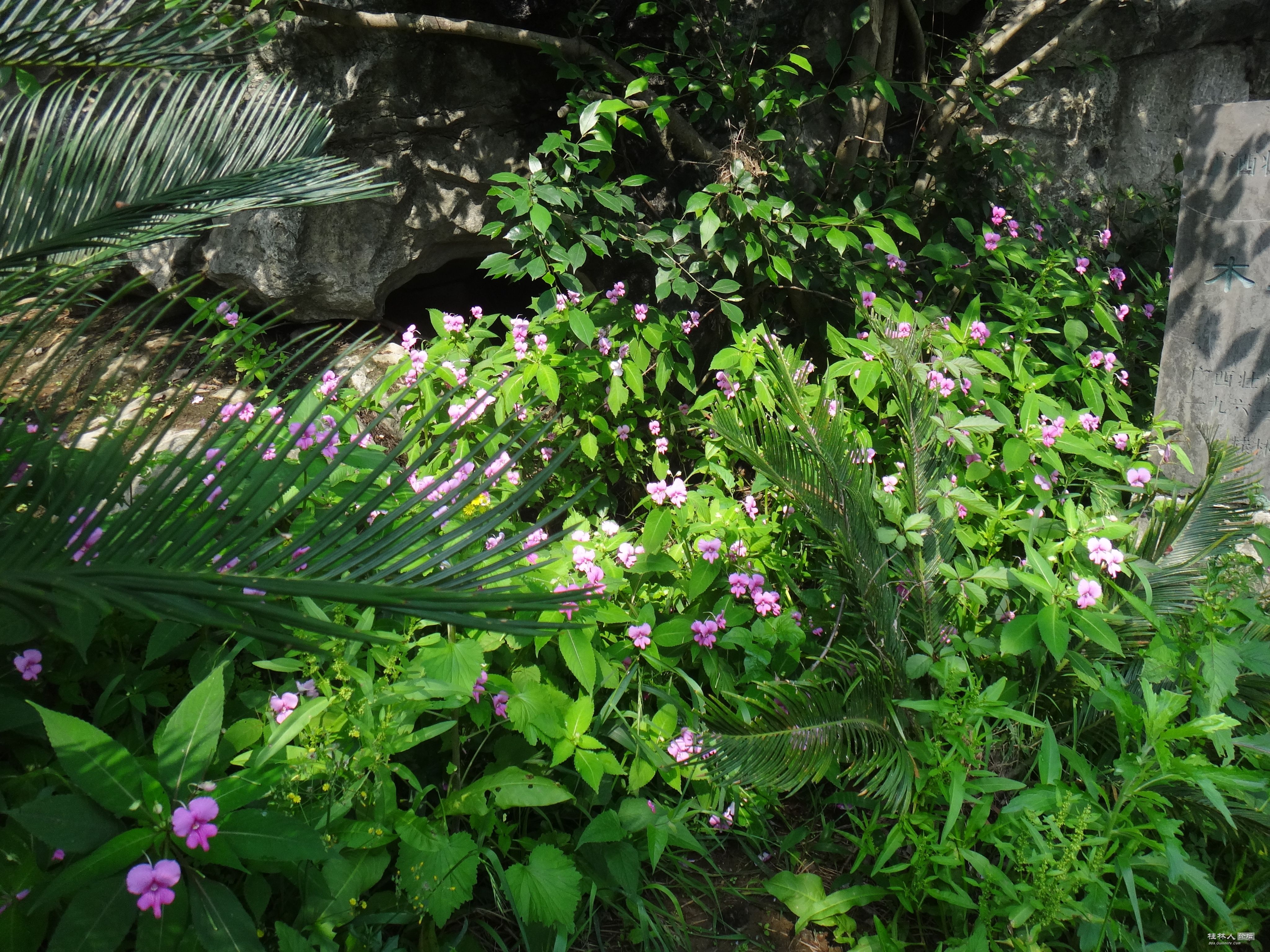 DSC04444.JPG