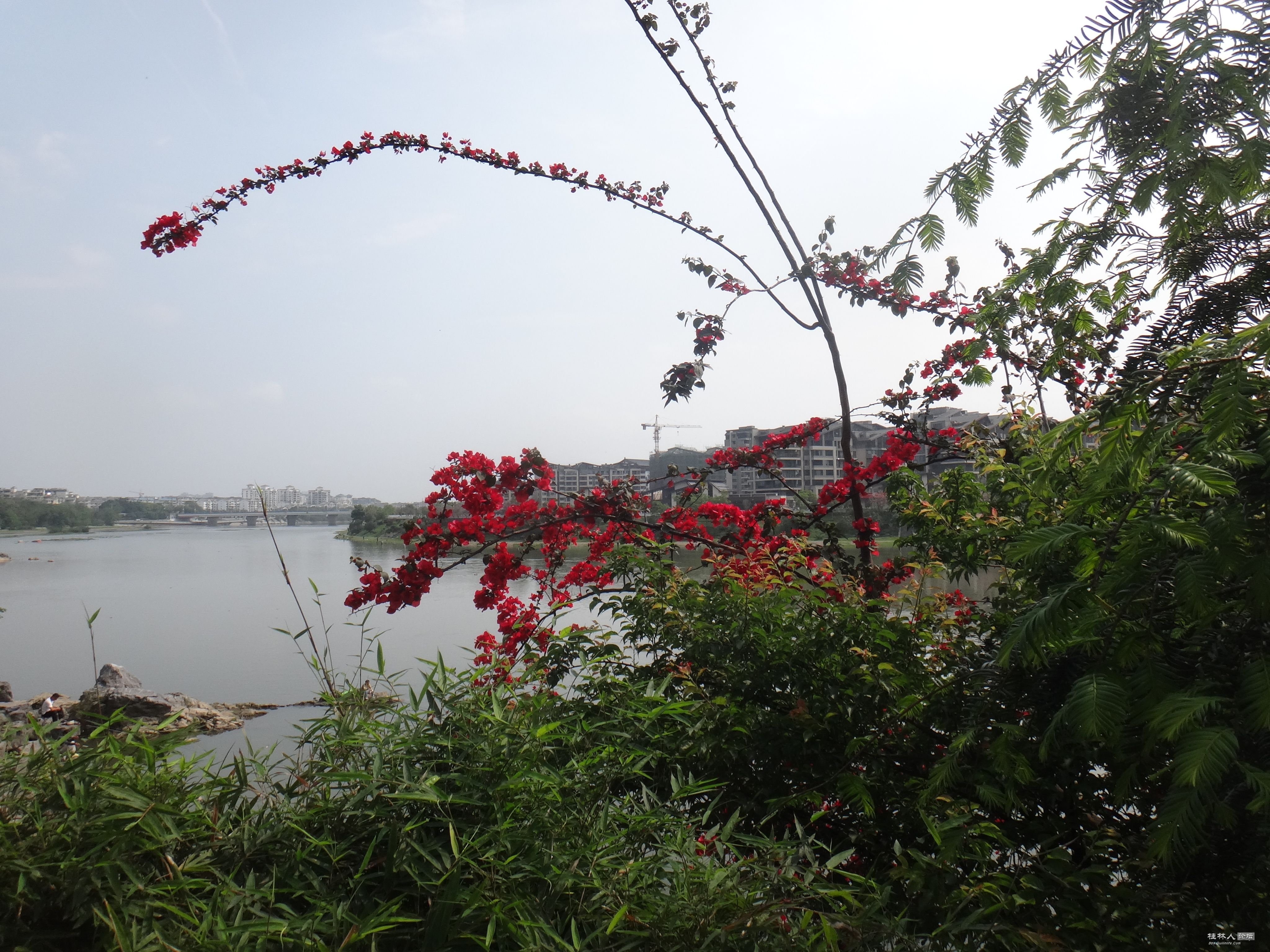 DSC04446.JPG