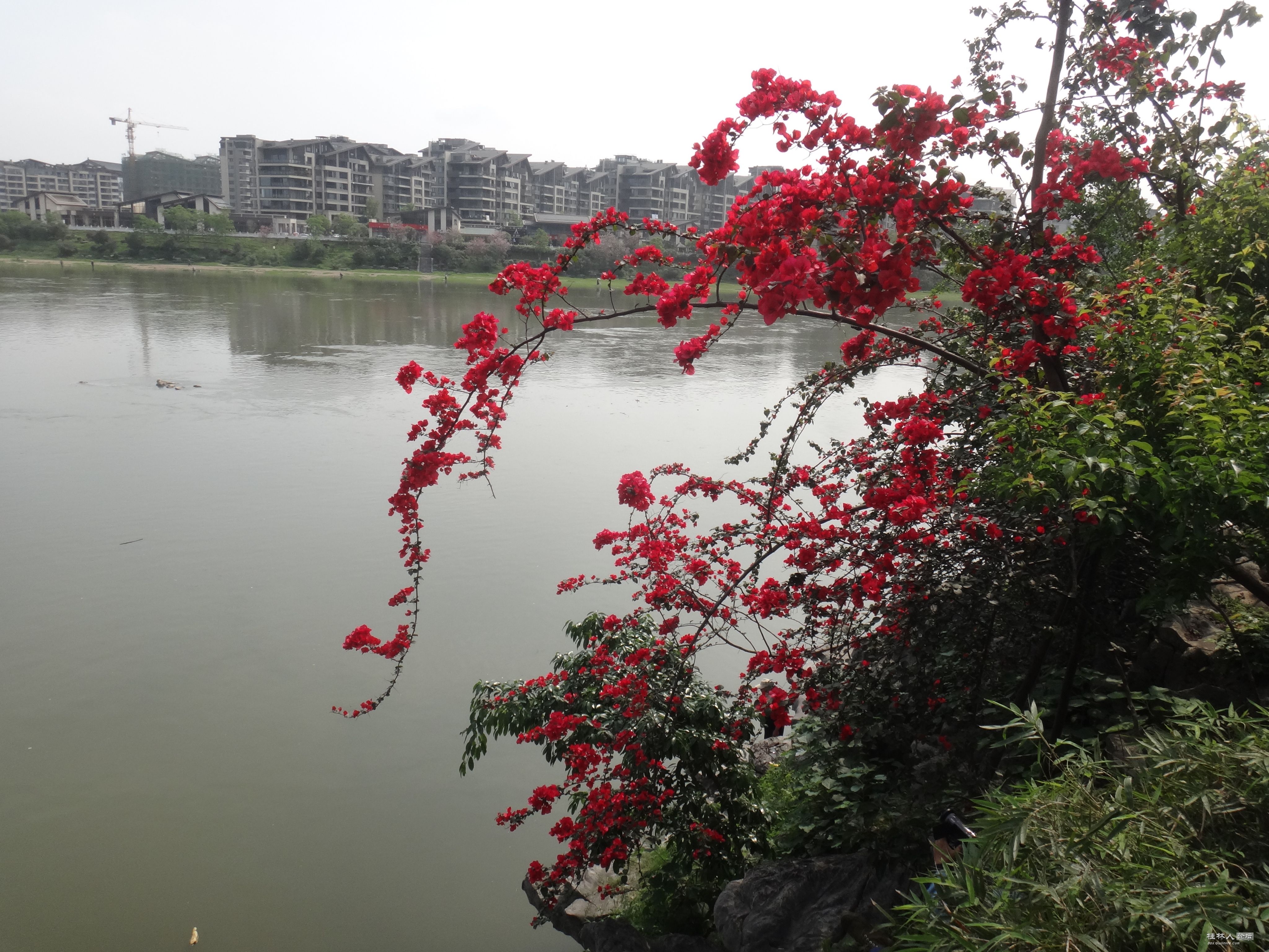 DSC04447.JPG