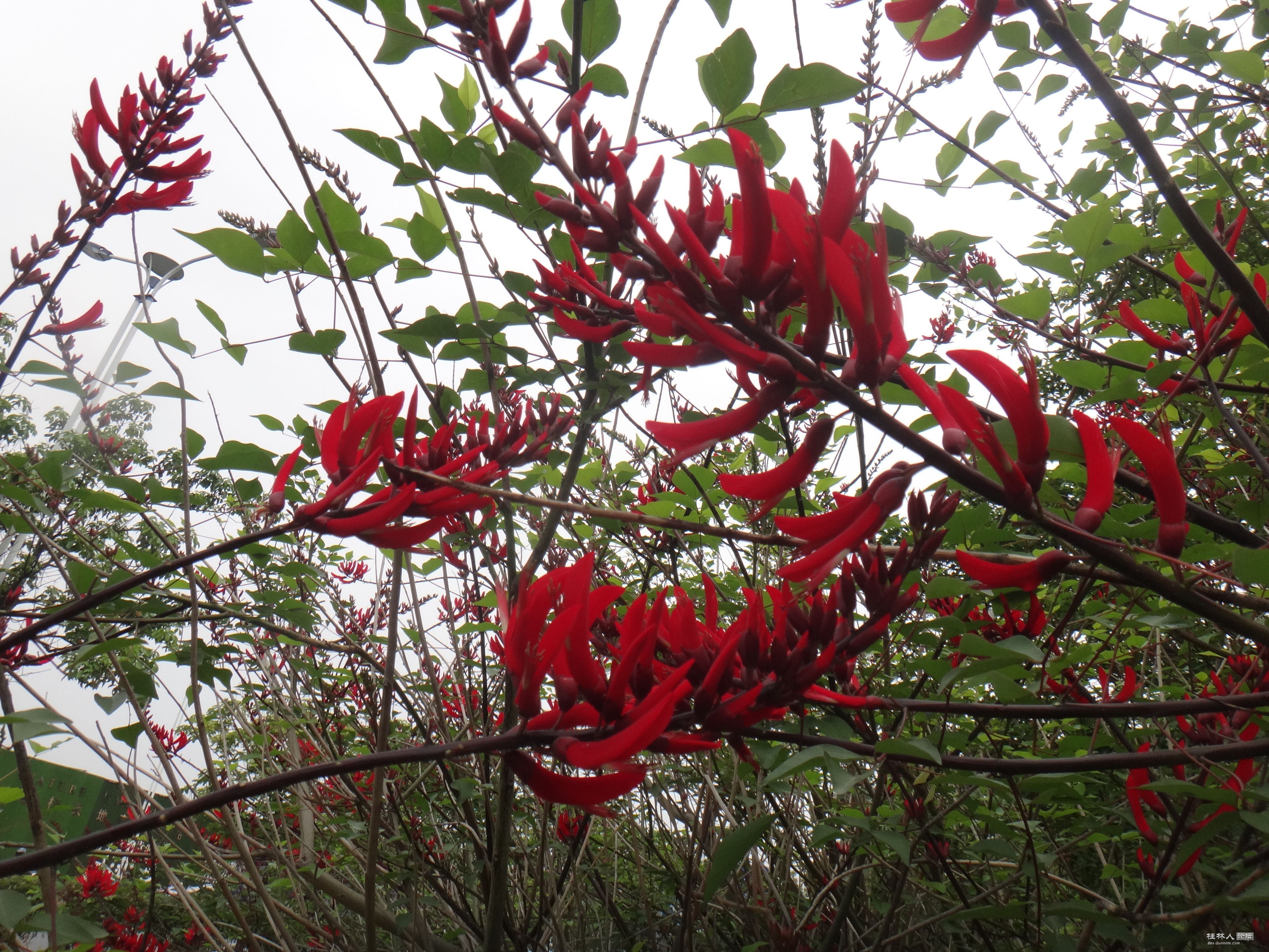 DSC04483.JPG