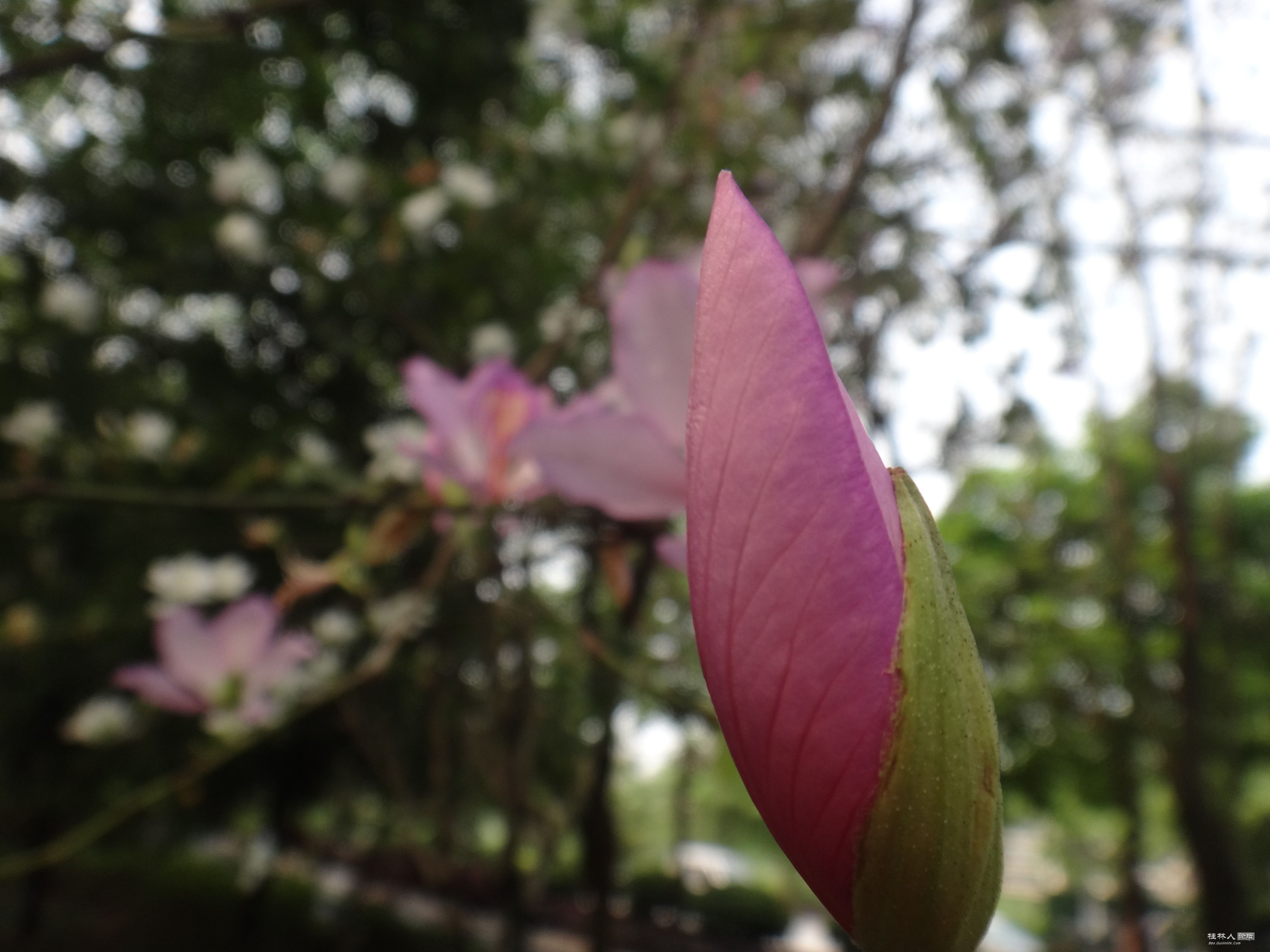 DSC04474.JPG