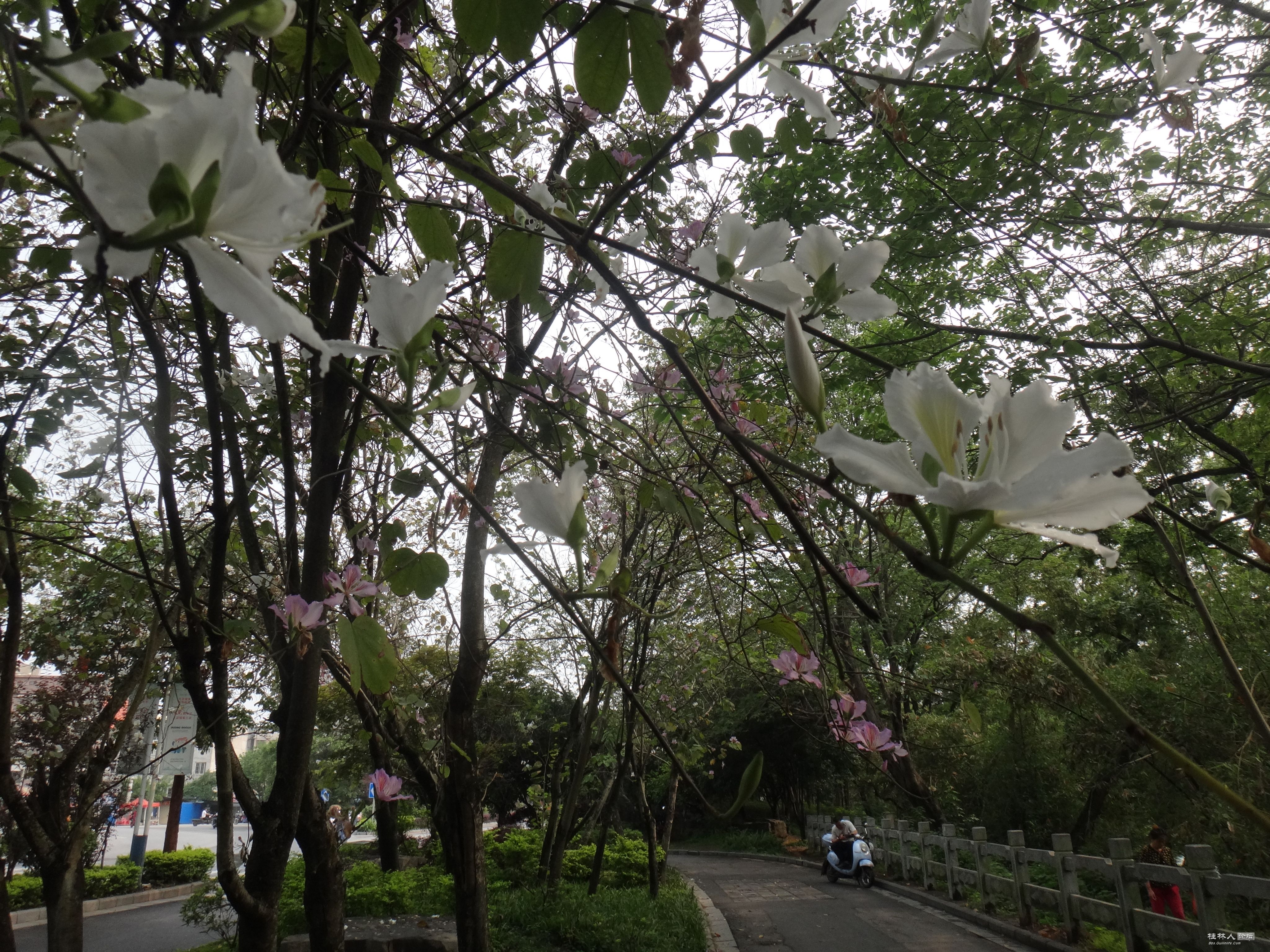 DSC04473.JPG