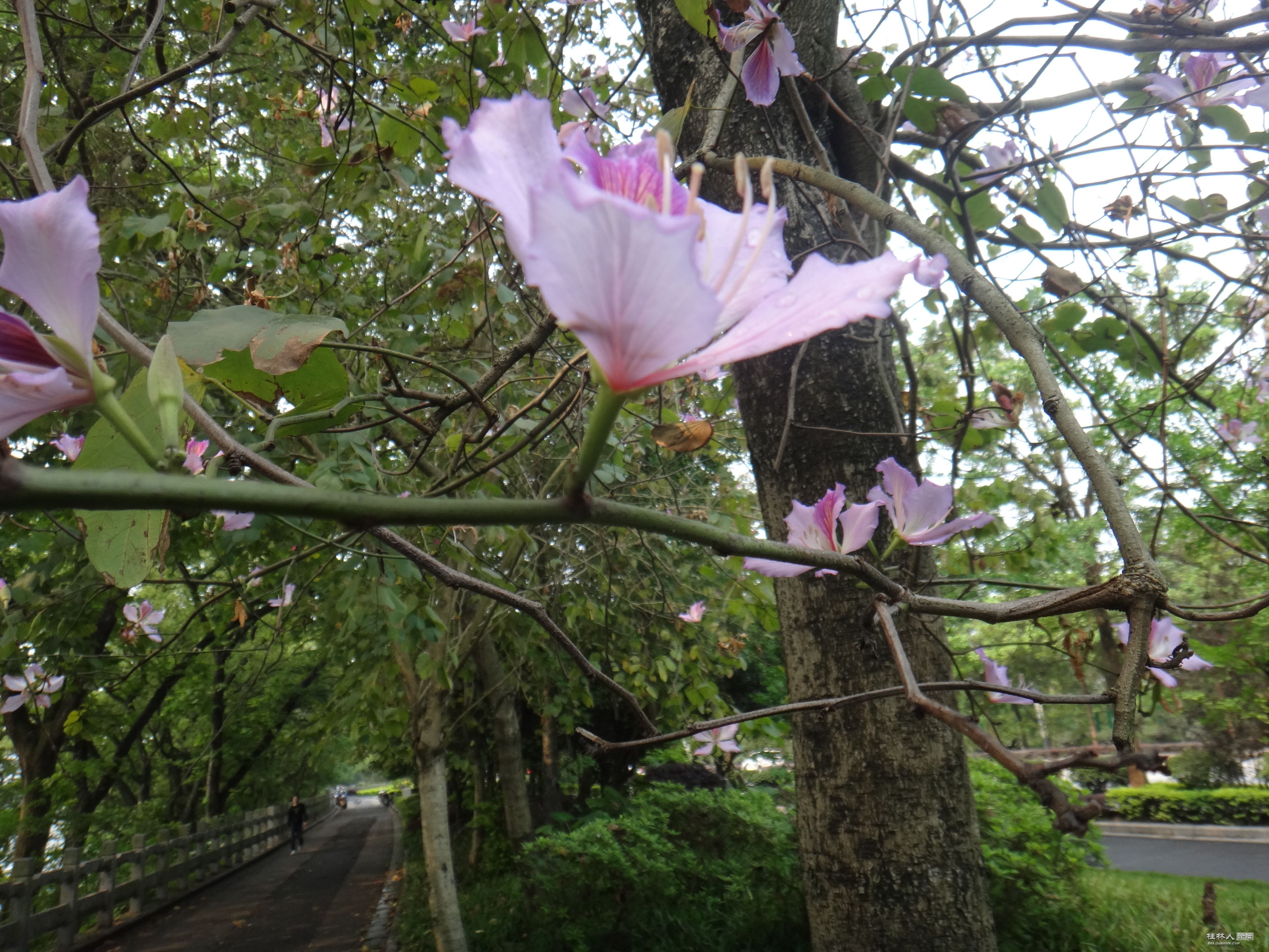 DSC04471.JPG