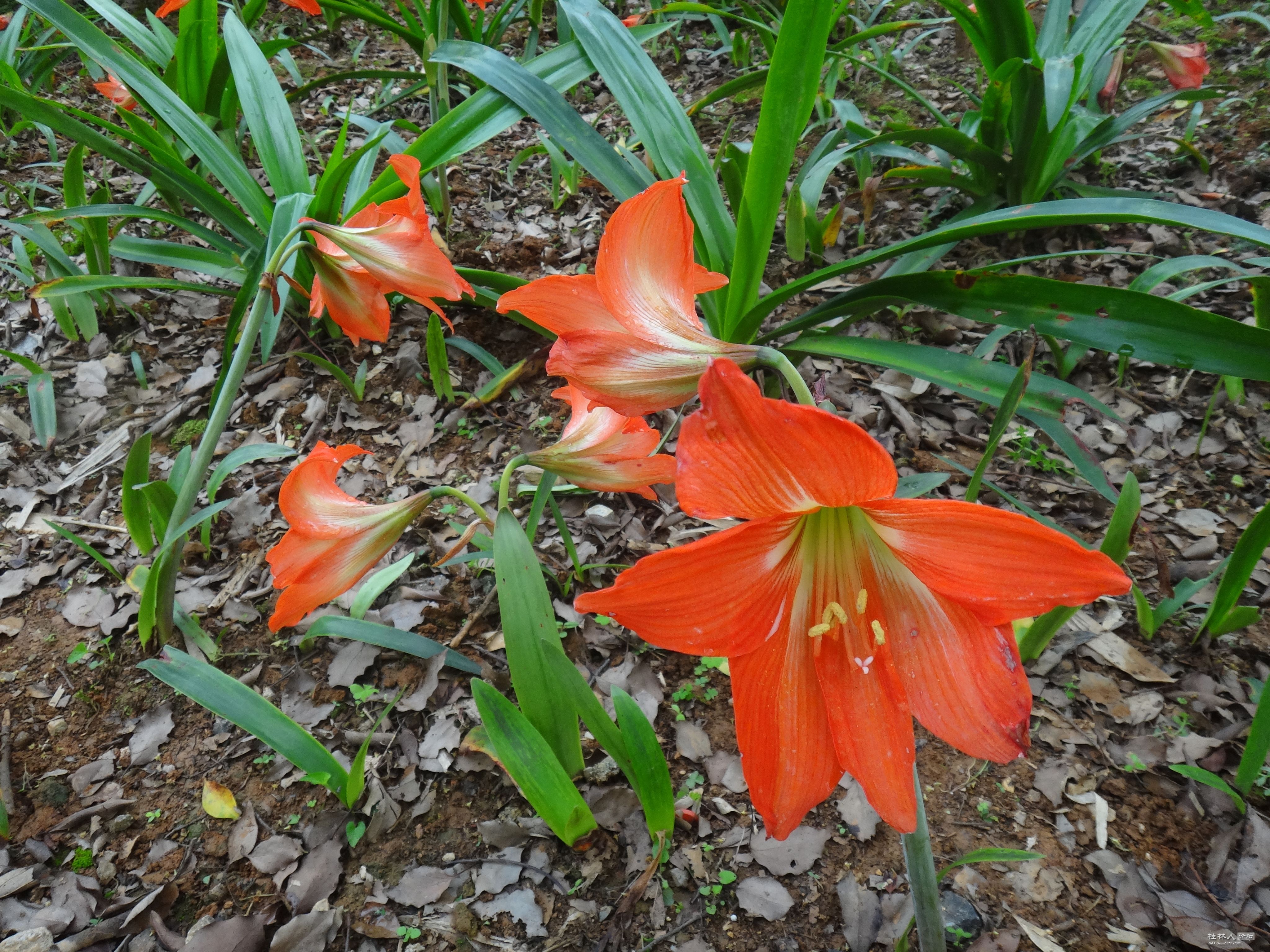 DSC04478.JPG