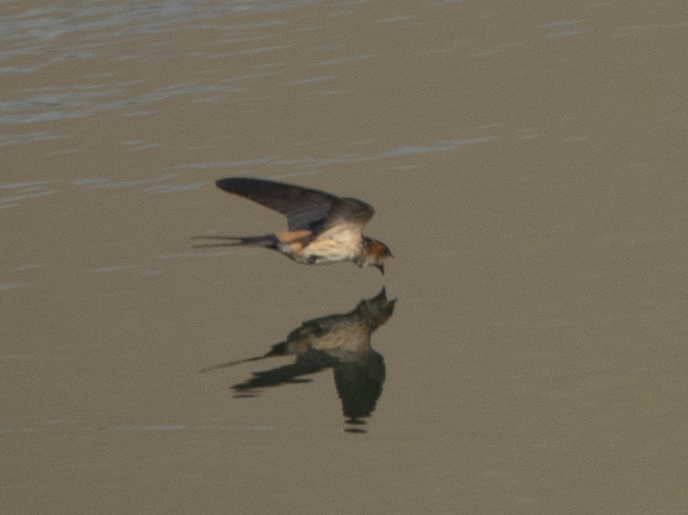 _DSC9212_.jpg
