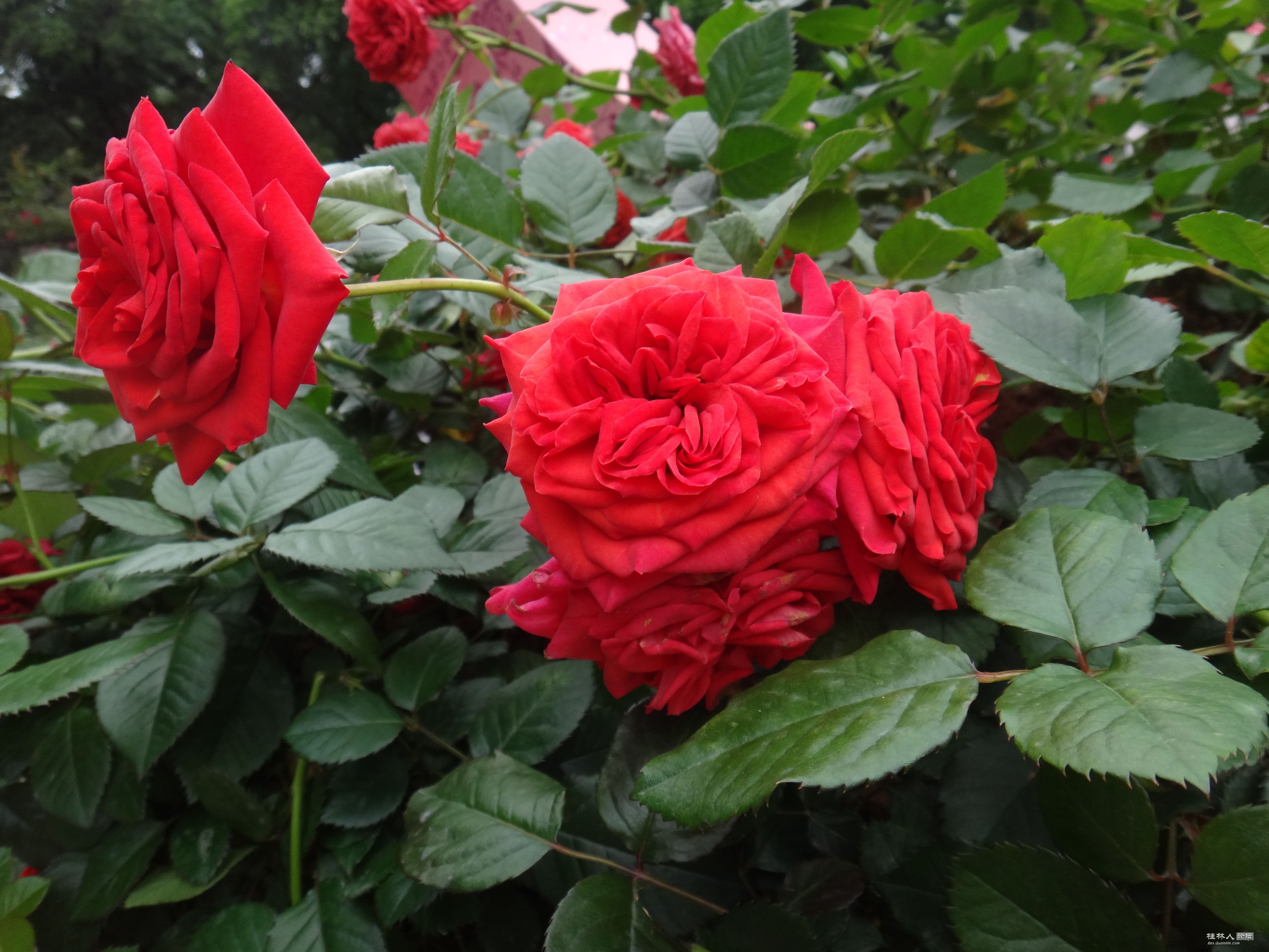 DSC04599.JPG