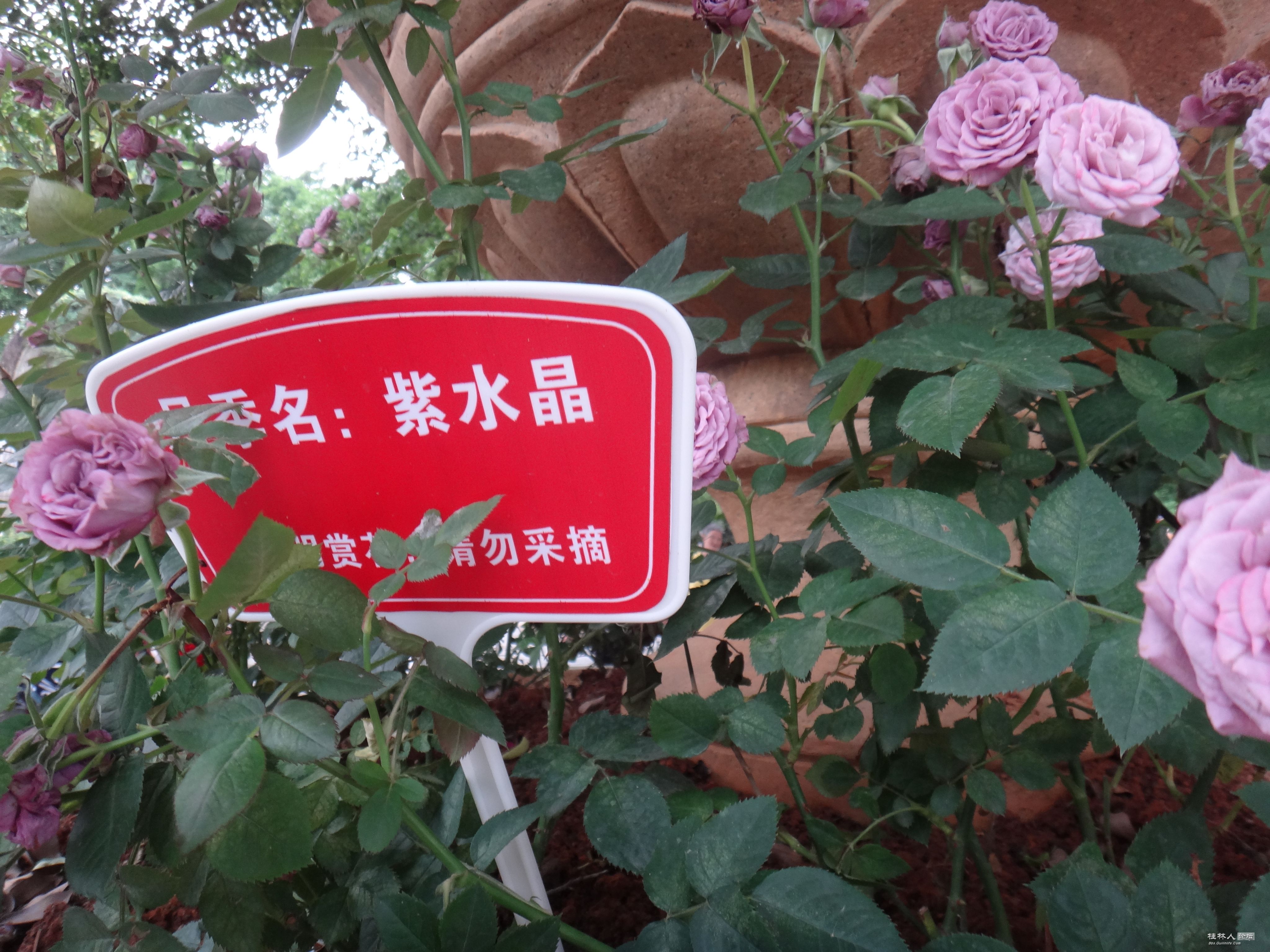 DSC04600.JPG