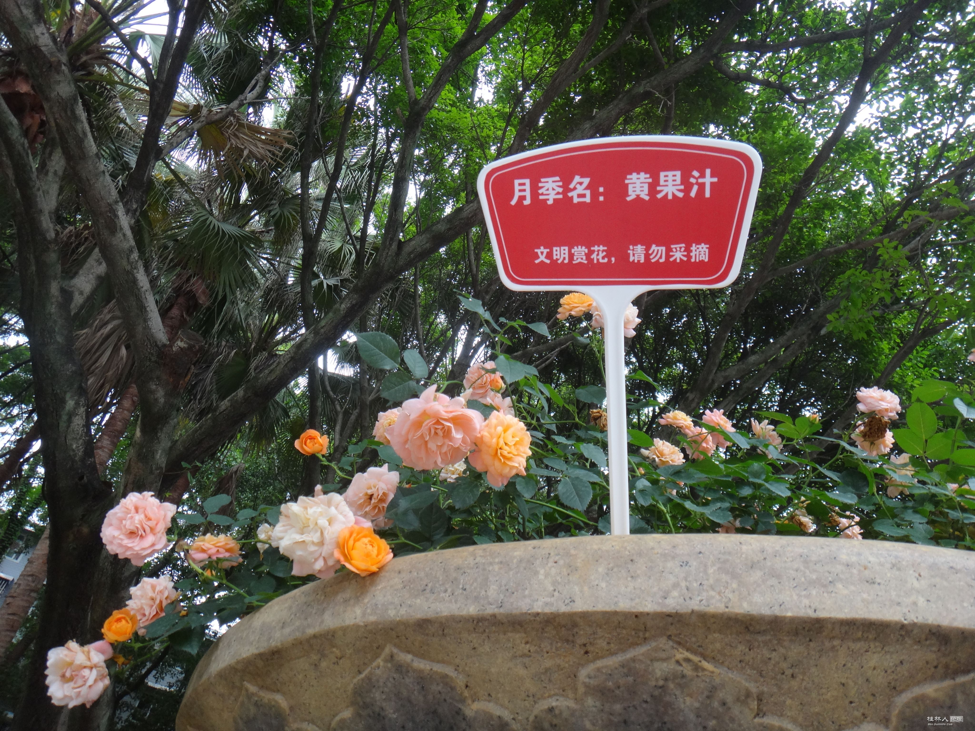 DSC04601.JPG