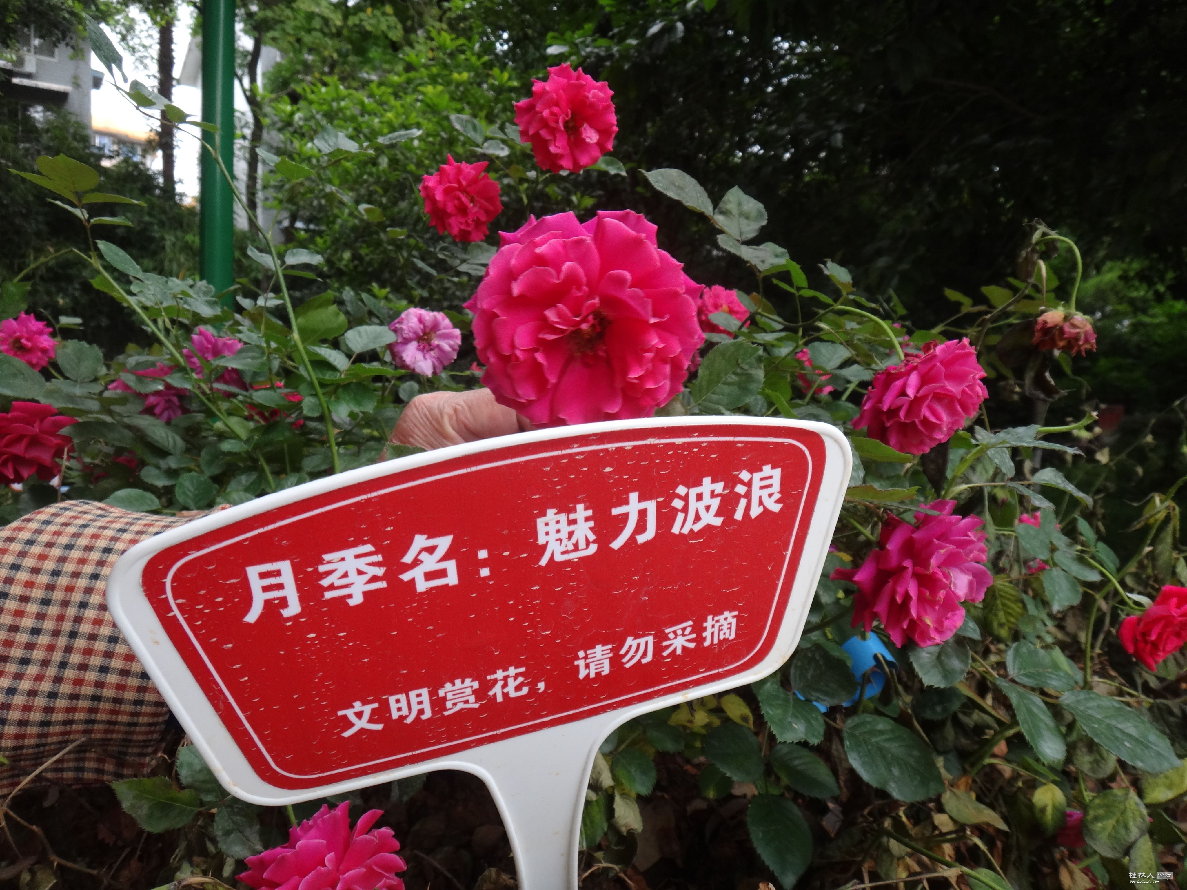 DSC04602.JPG