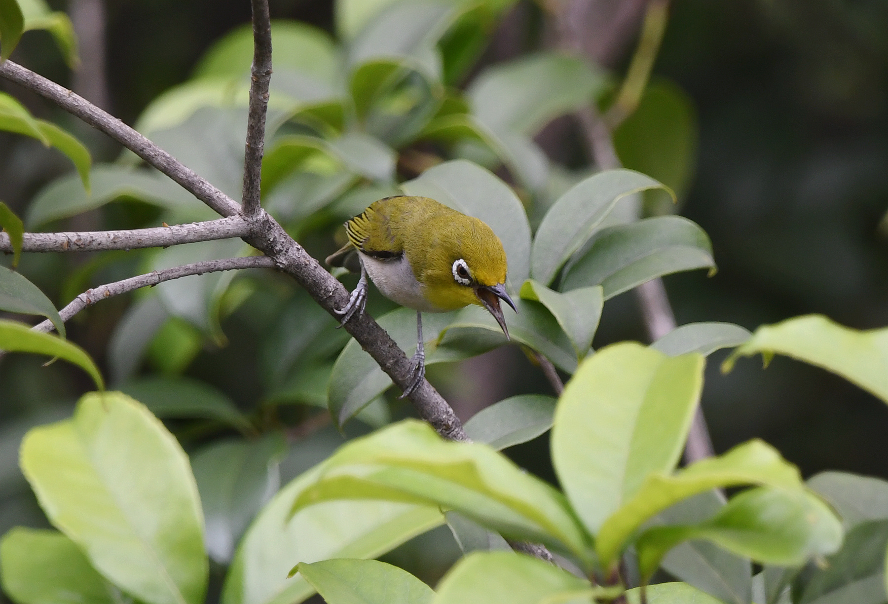 DSC_6696_.jpg