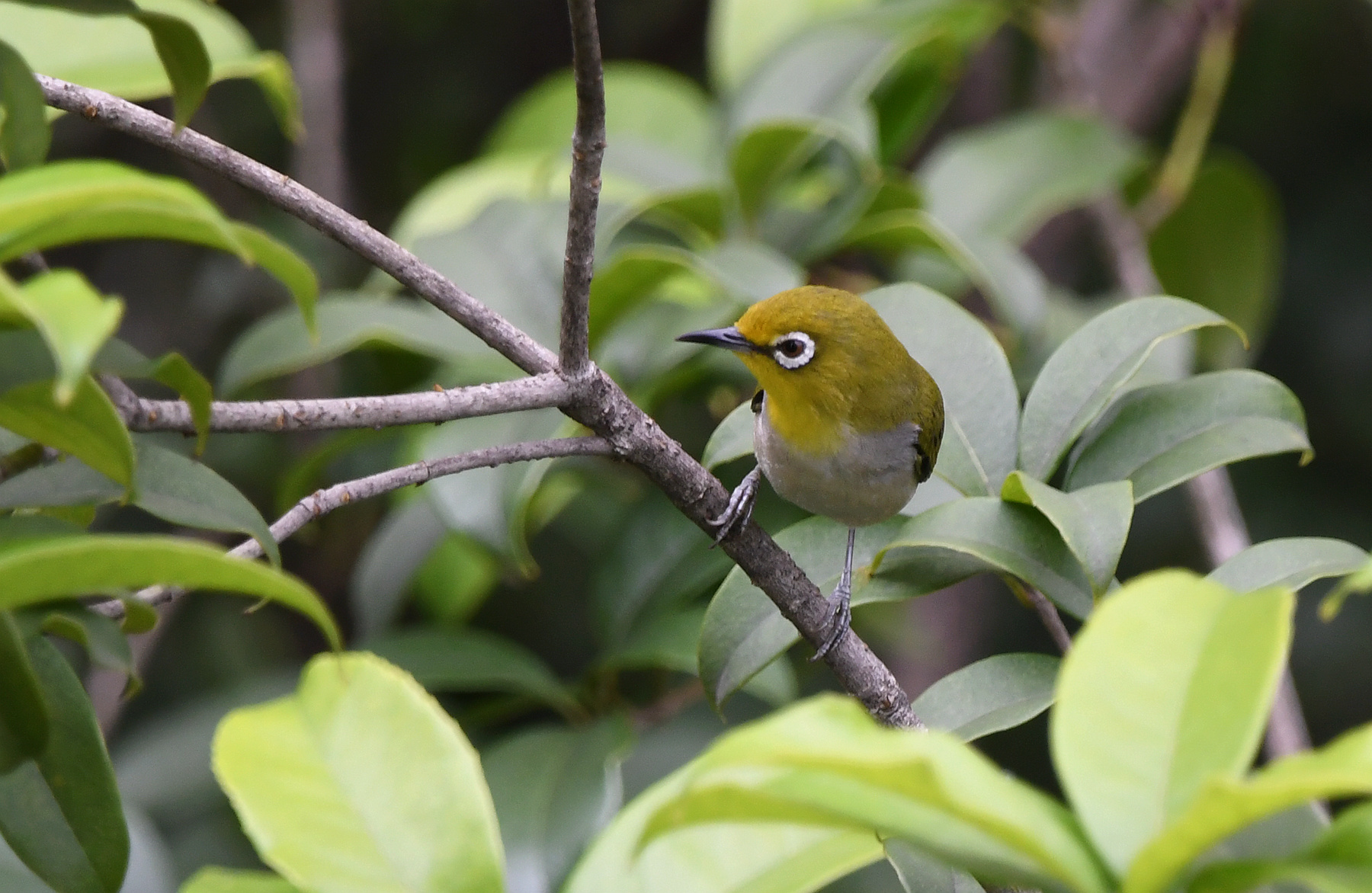 DSC_6694_.jpg
