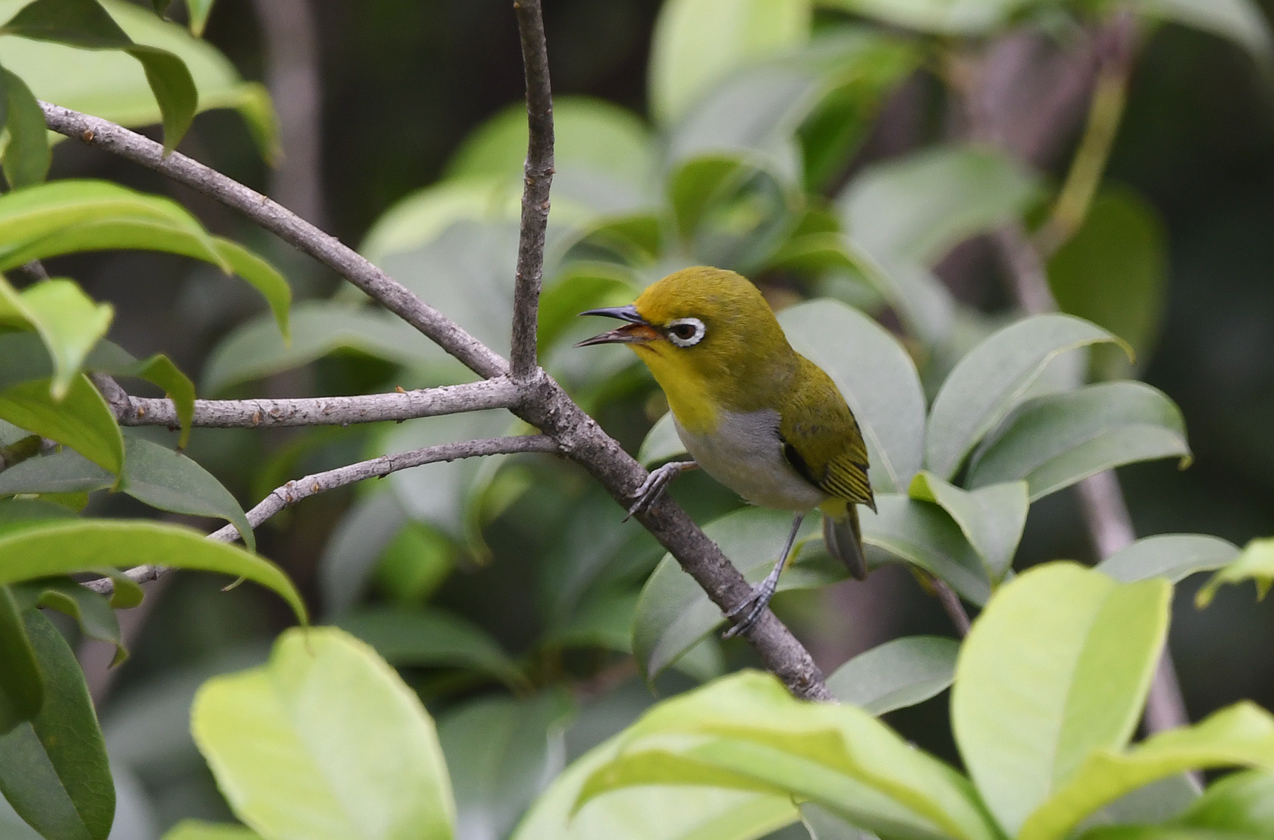 DSC_6697_.jpg