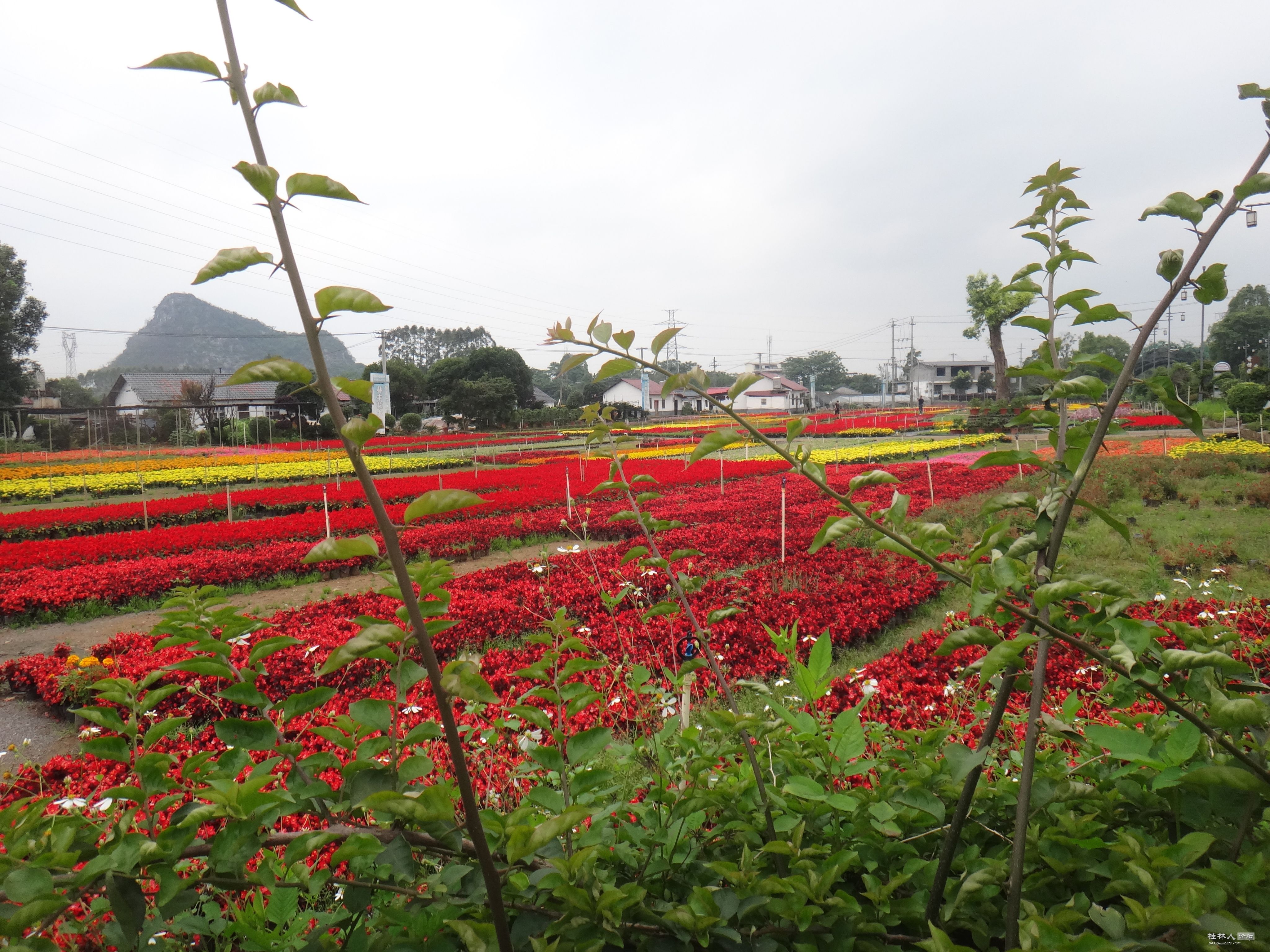 DSC04770.JPG