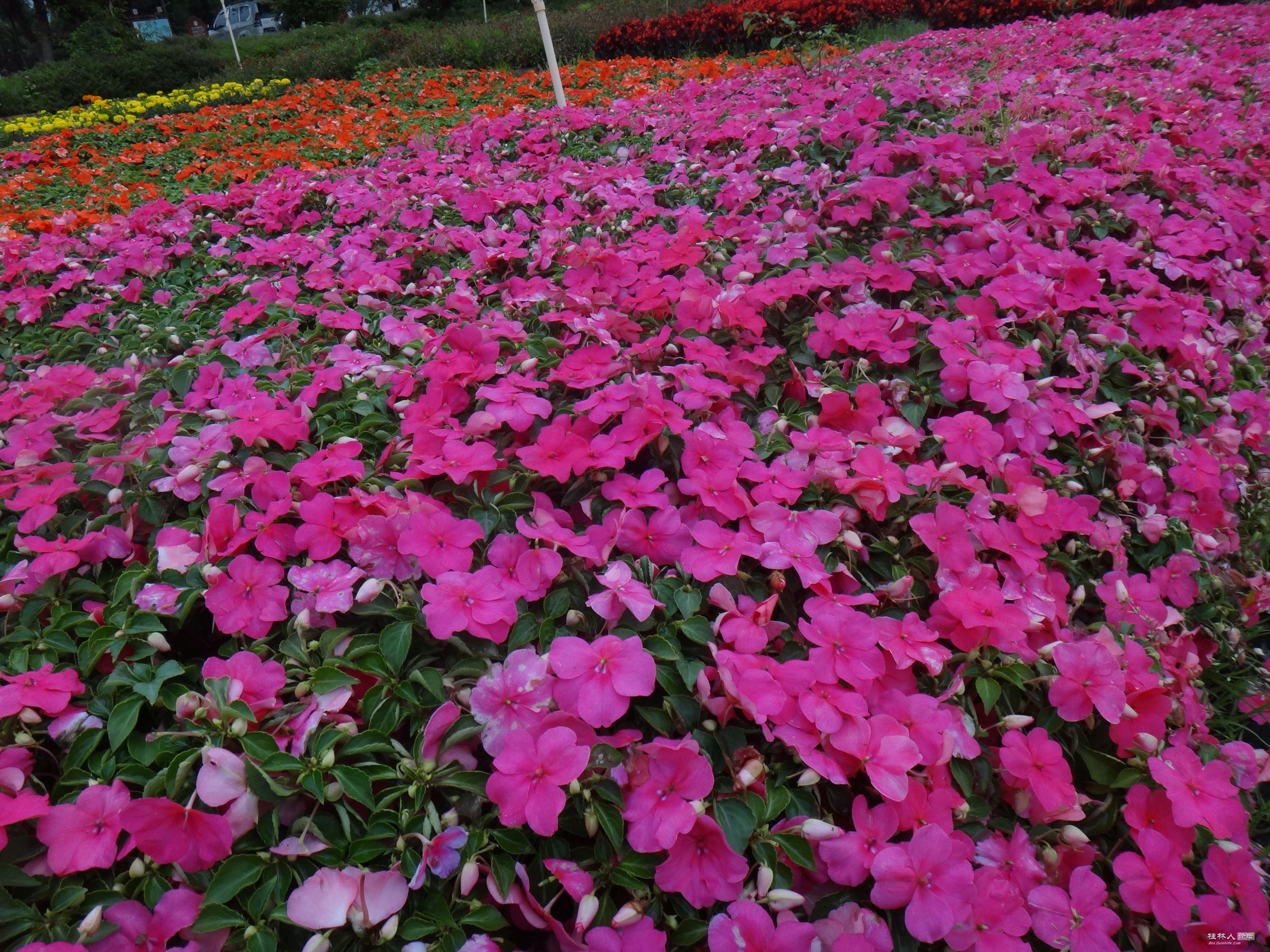DSC04763.JPG