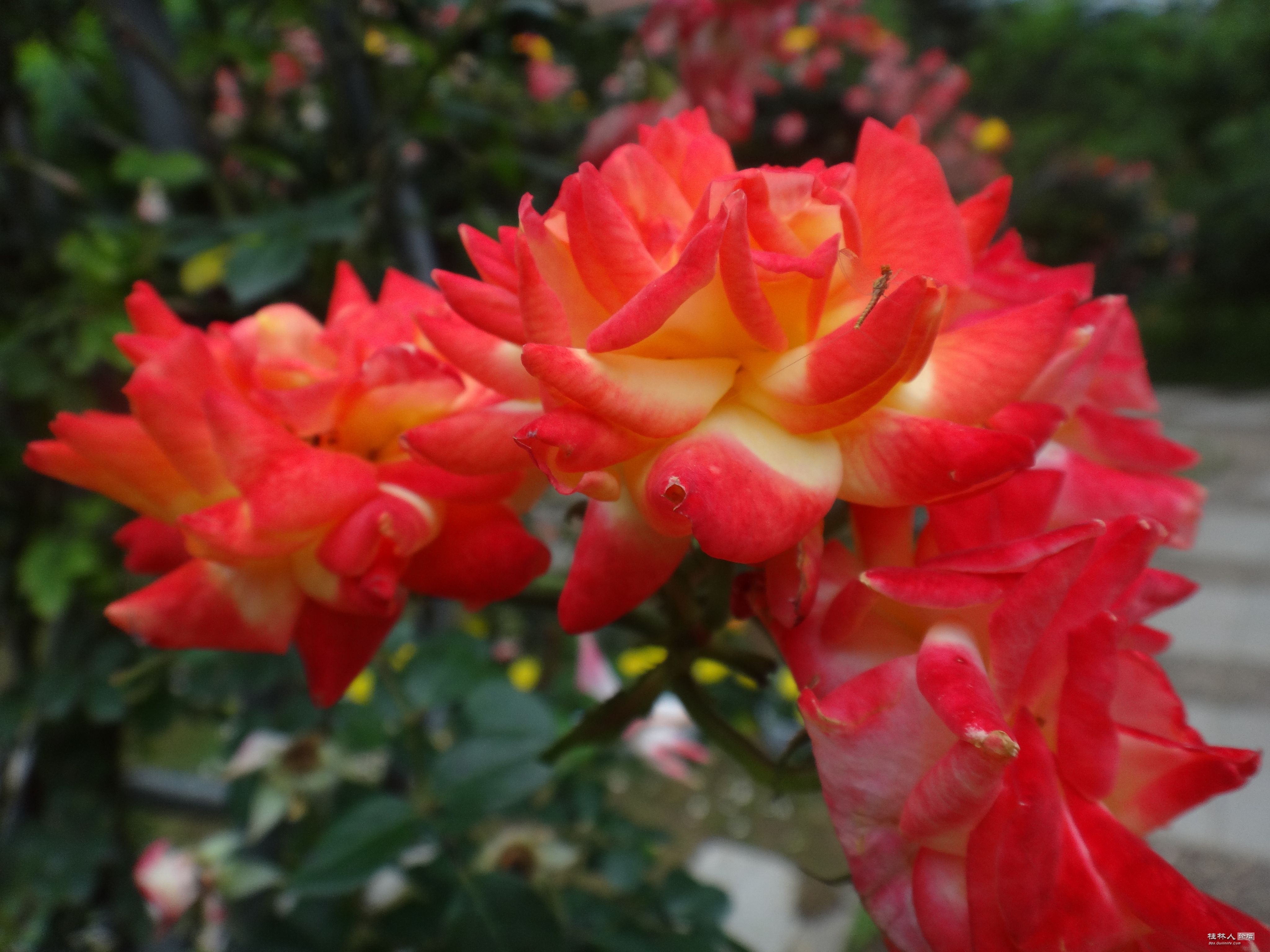 DSC04607.JPG