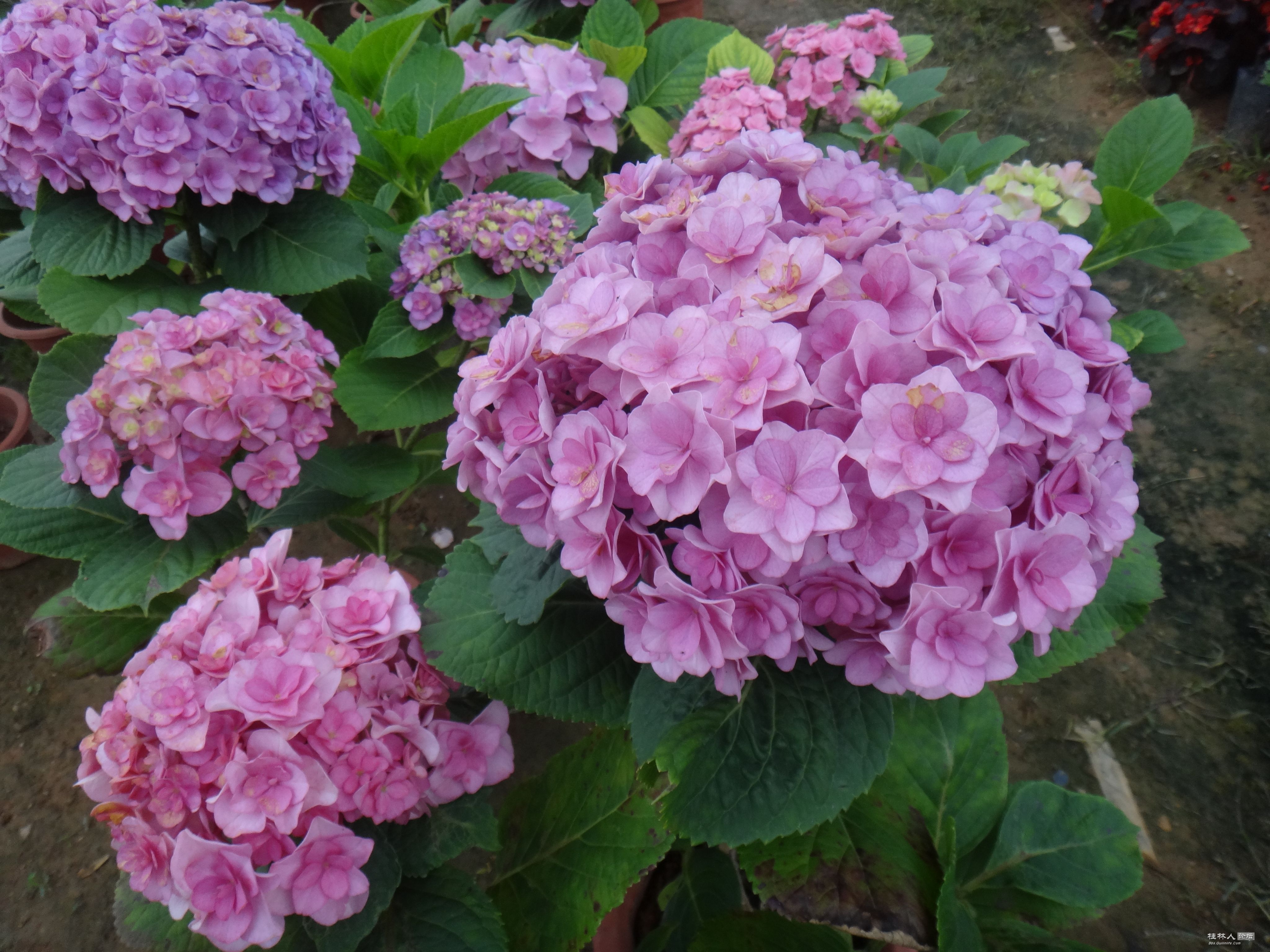 DSC04776.JPG