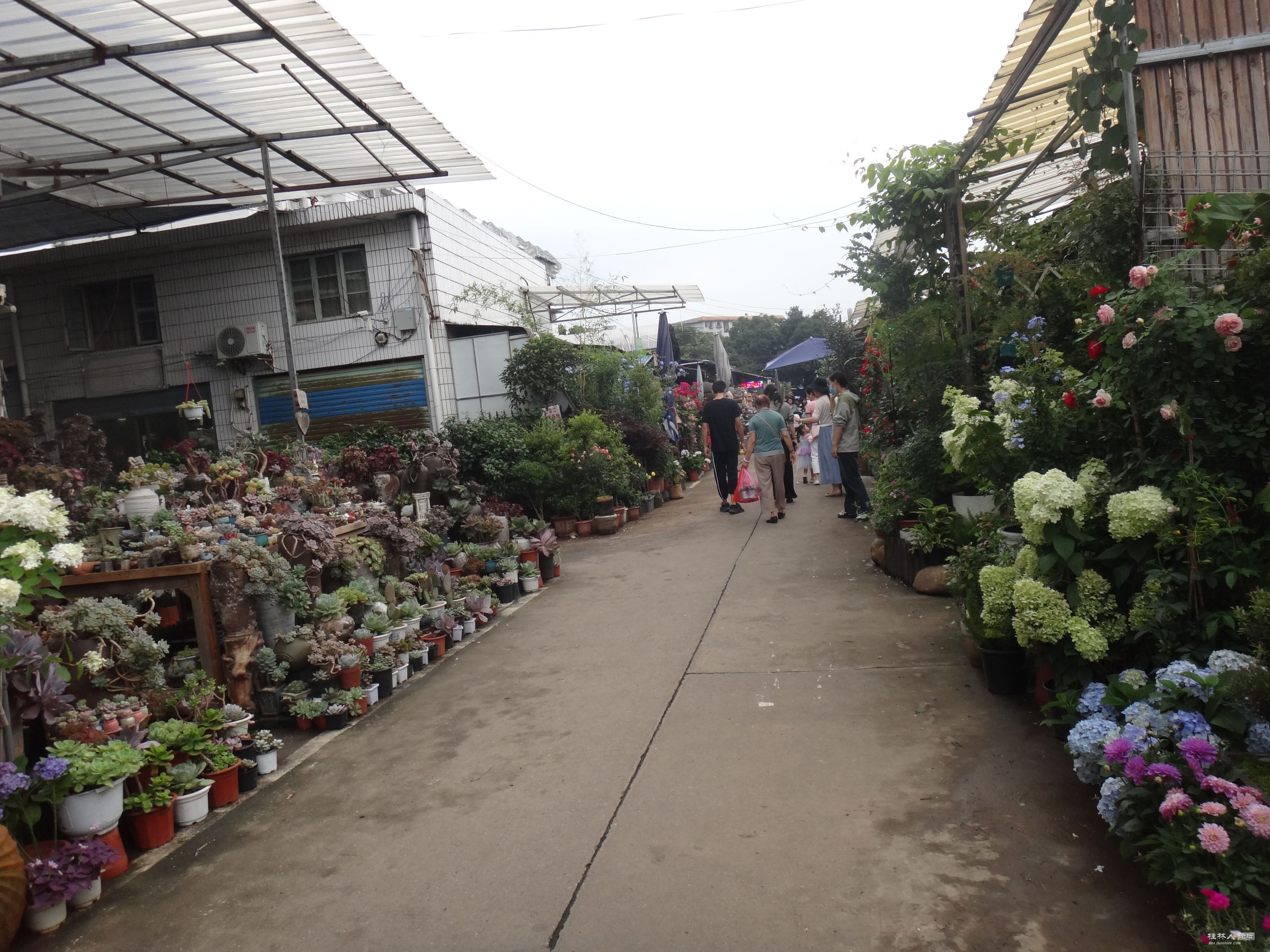 DSC04785.JPG