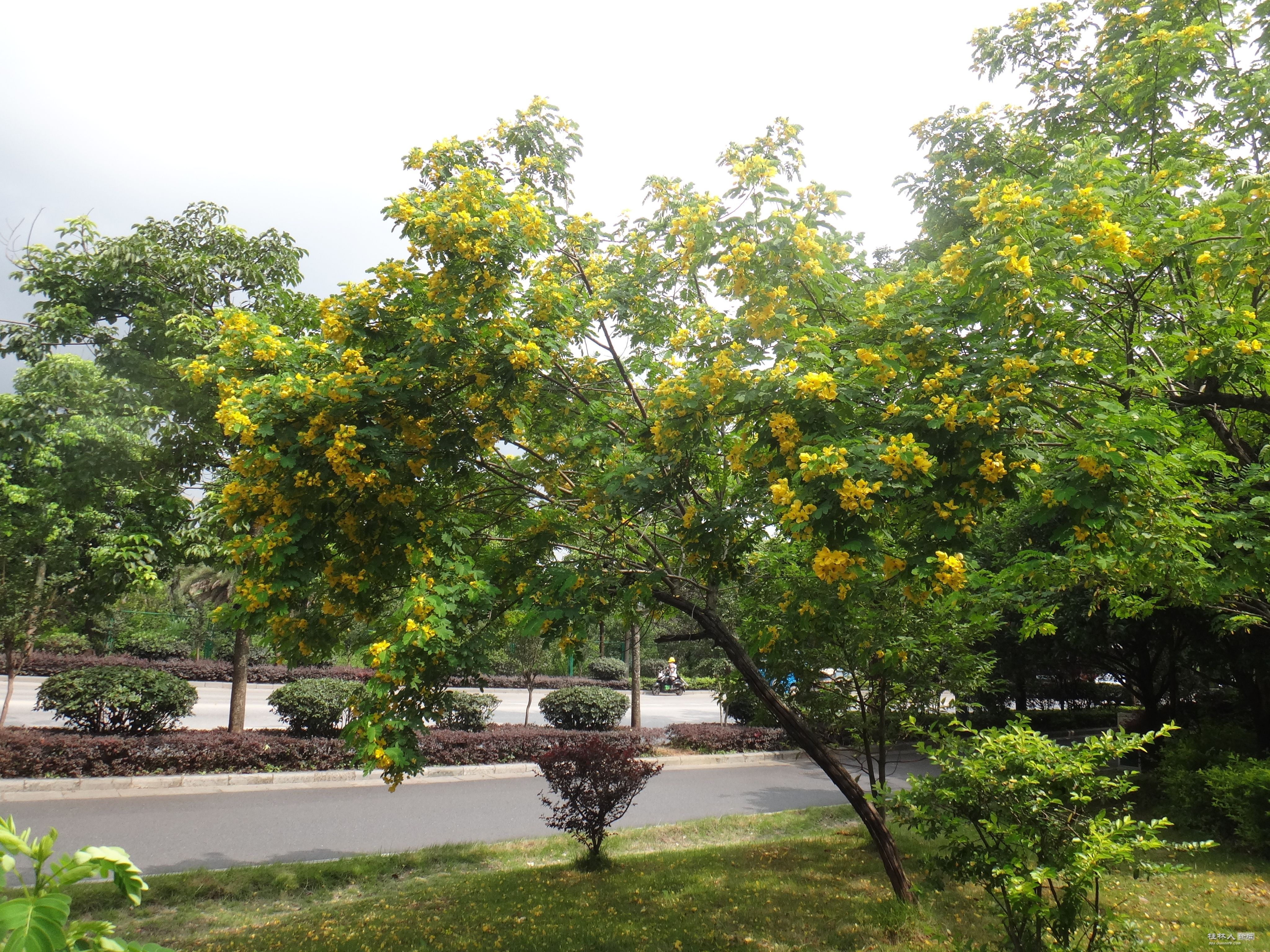 DSC04887.JPG