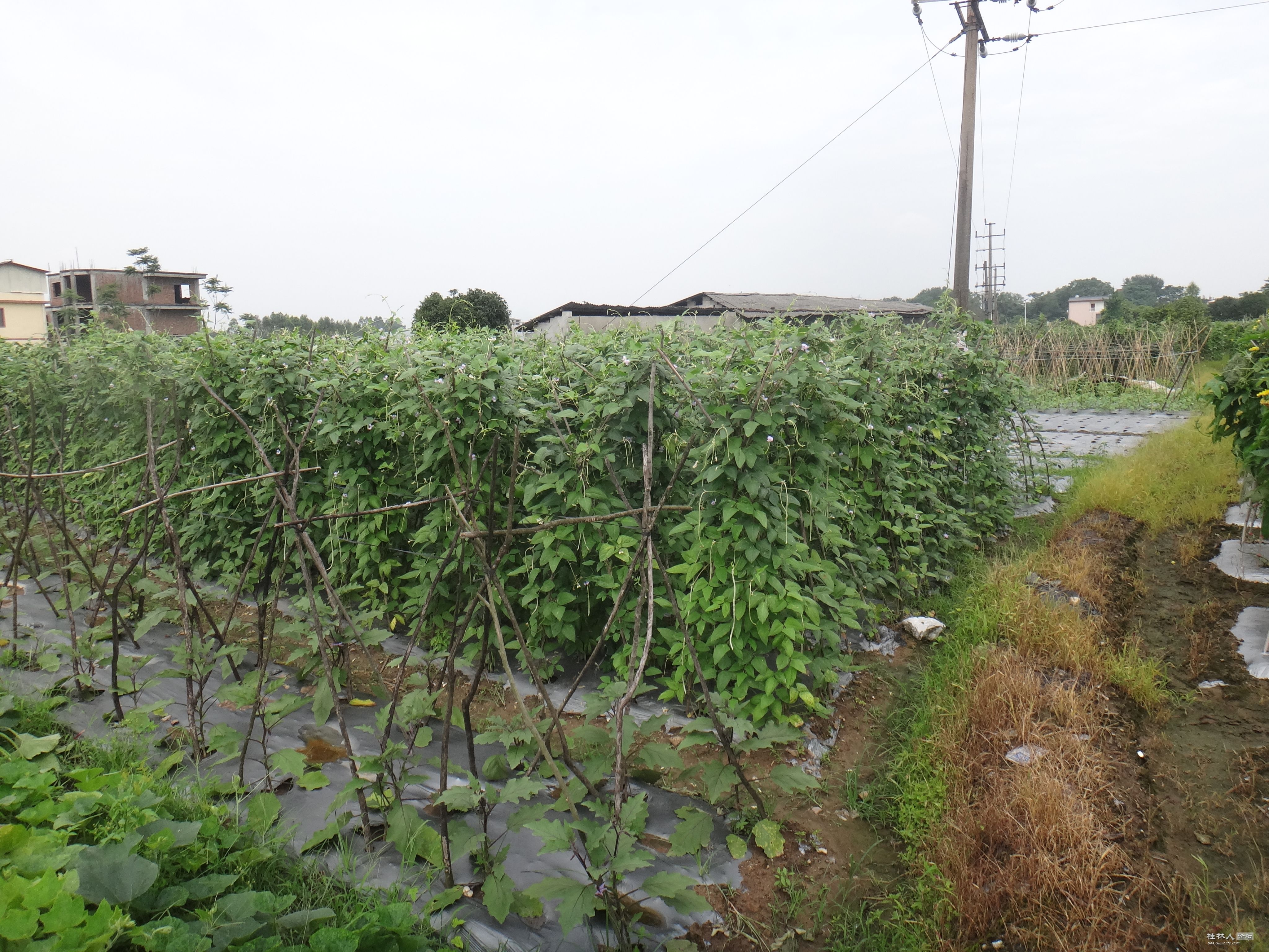DSC04923.JPG