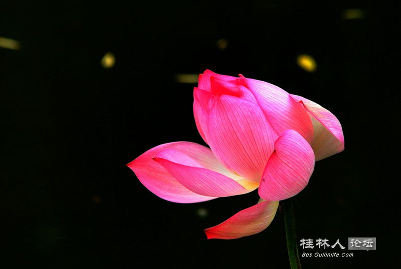 DSC03218.jpg