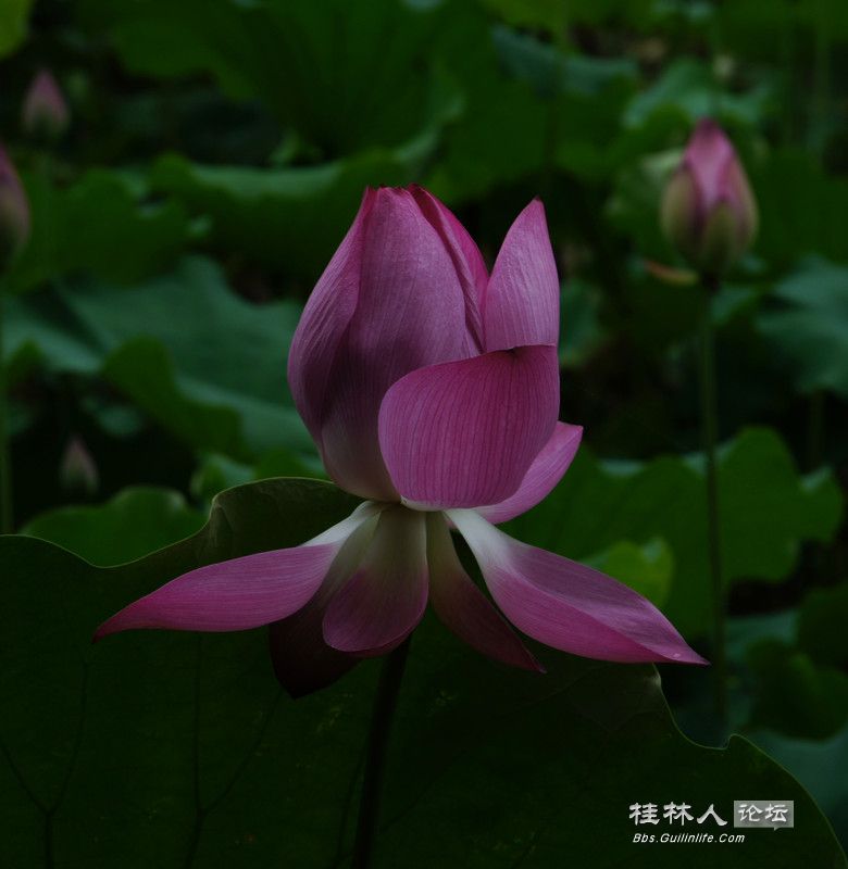 DSC05601_.jpg