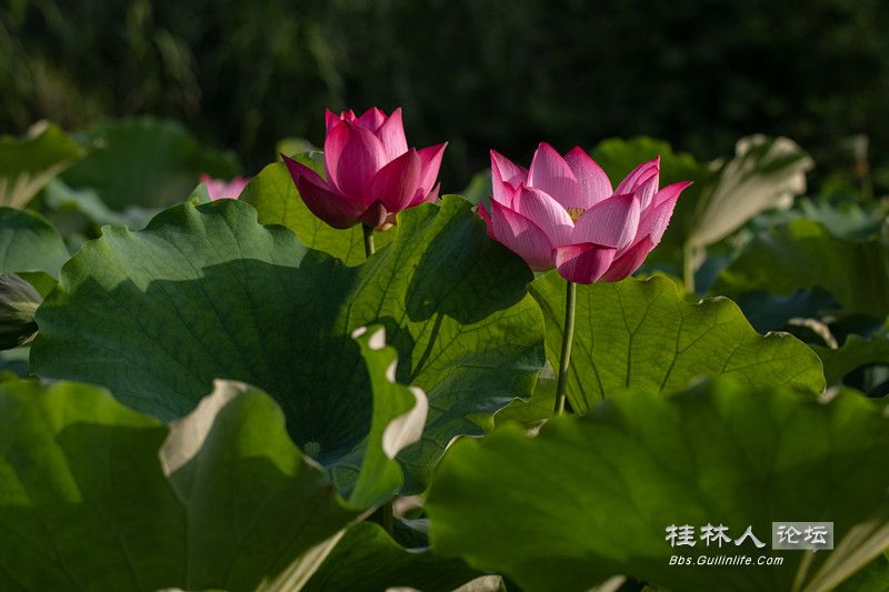 PG2C0434_.jpg