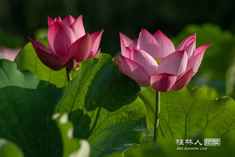 PG2C0435_.jpg