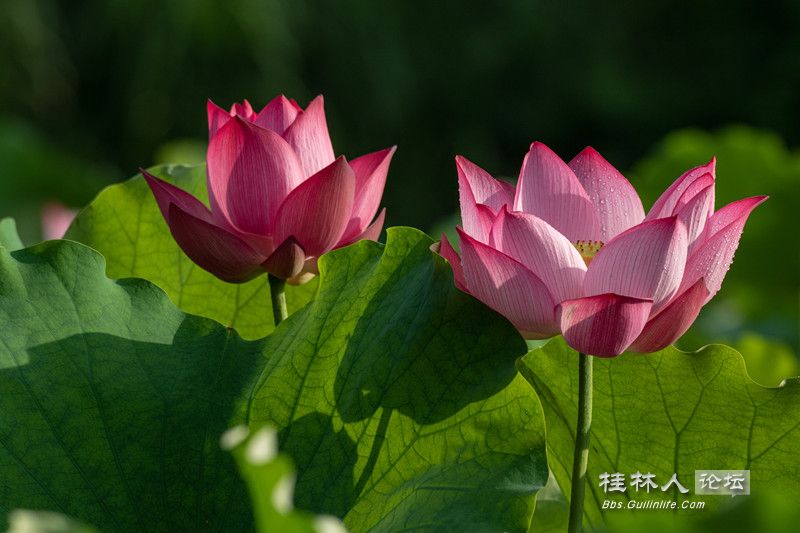 PG2C0436_.jpg