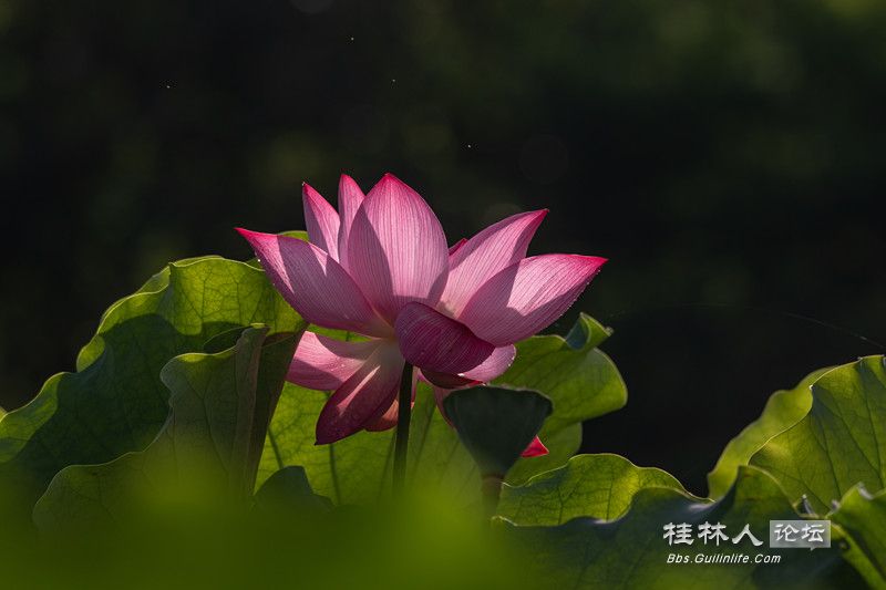 PG2C0437_.jpg