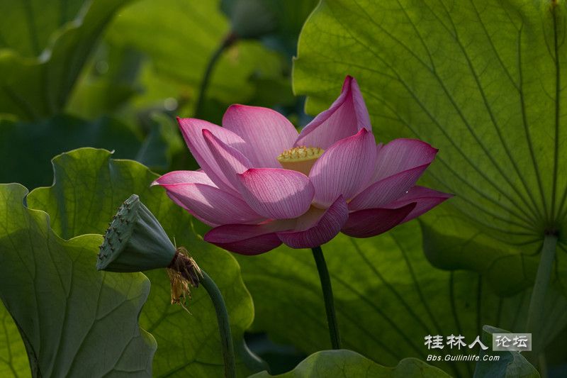 PG2C0439_.jpg