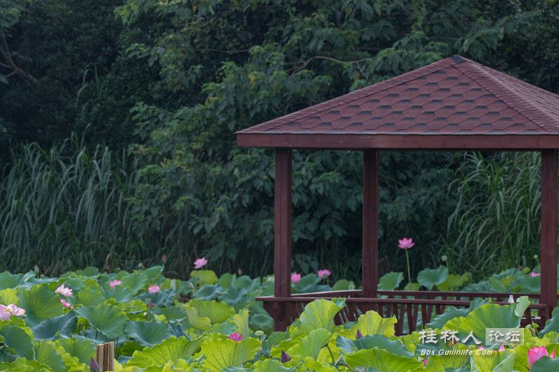 PG2C0446_.jpg