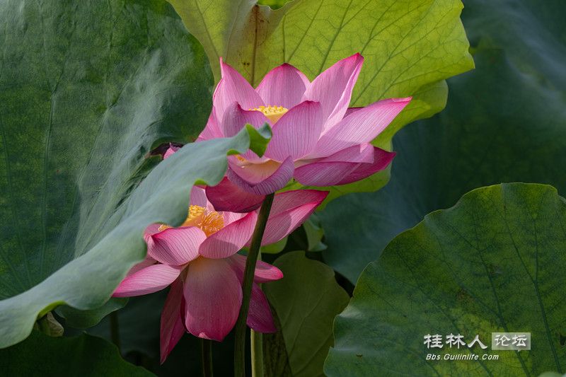 PG2C0449_.jpg