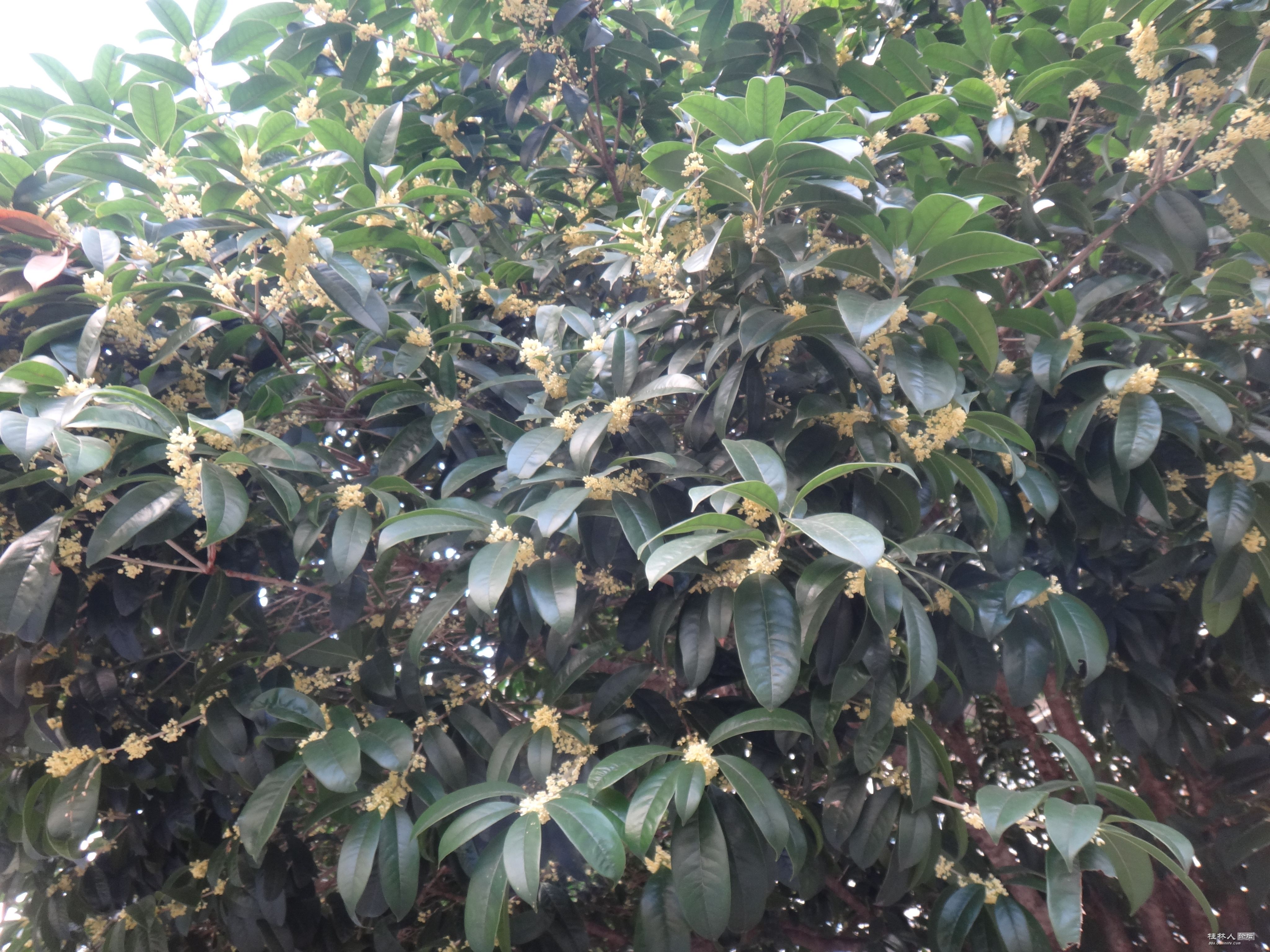 DSC06540.JPG