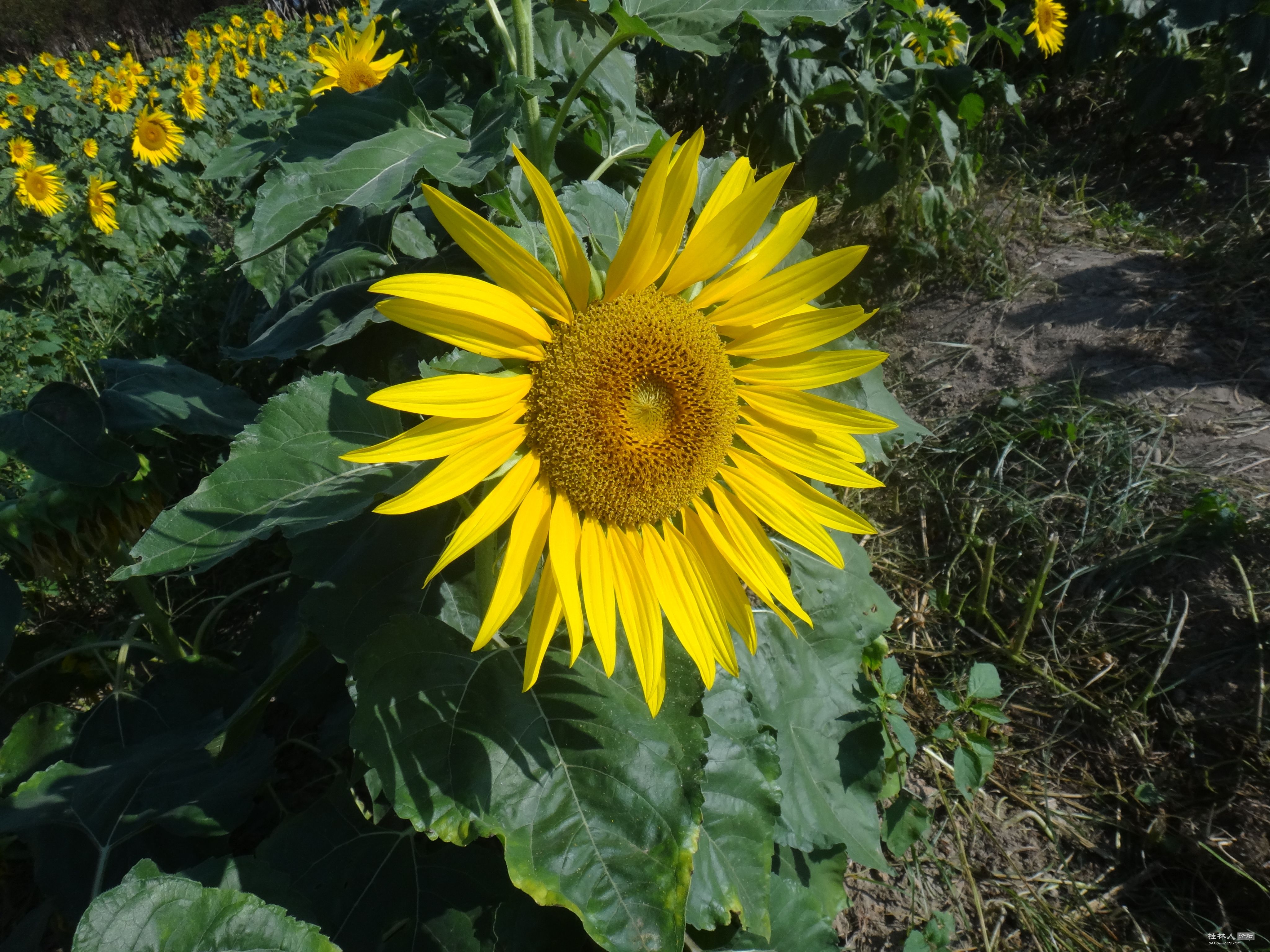 DSC06543.JPG