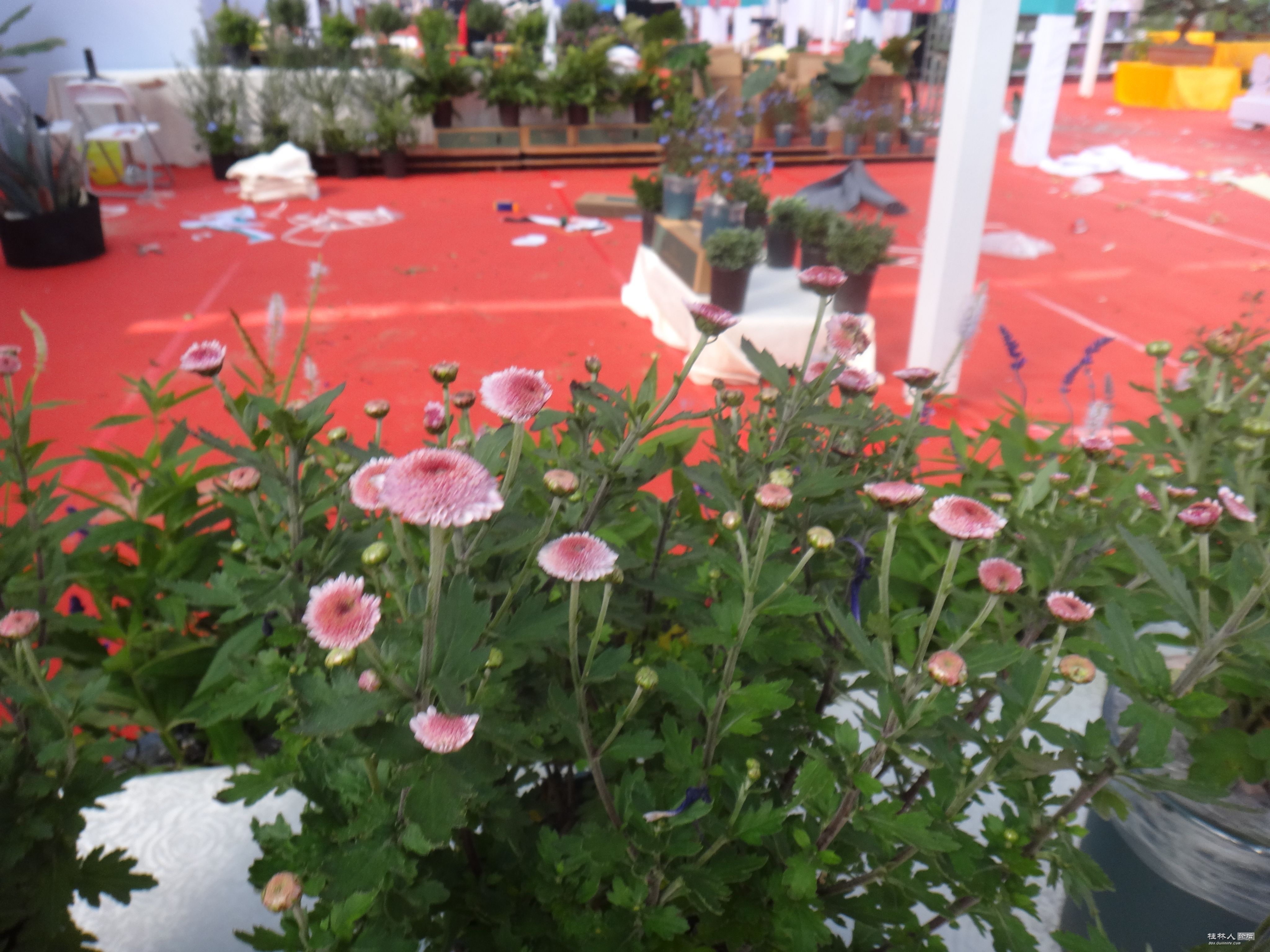 DSC06577.JPG