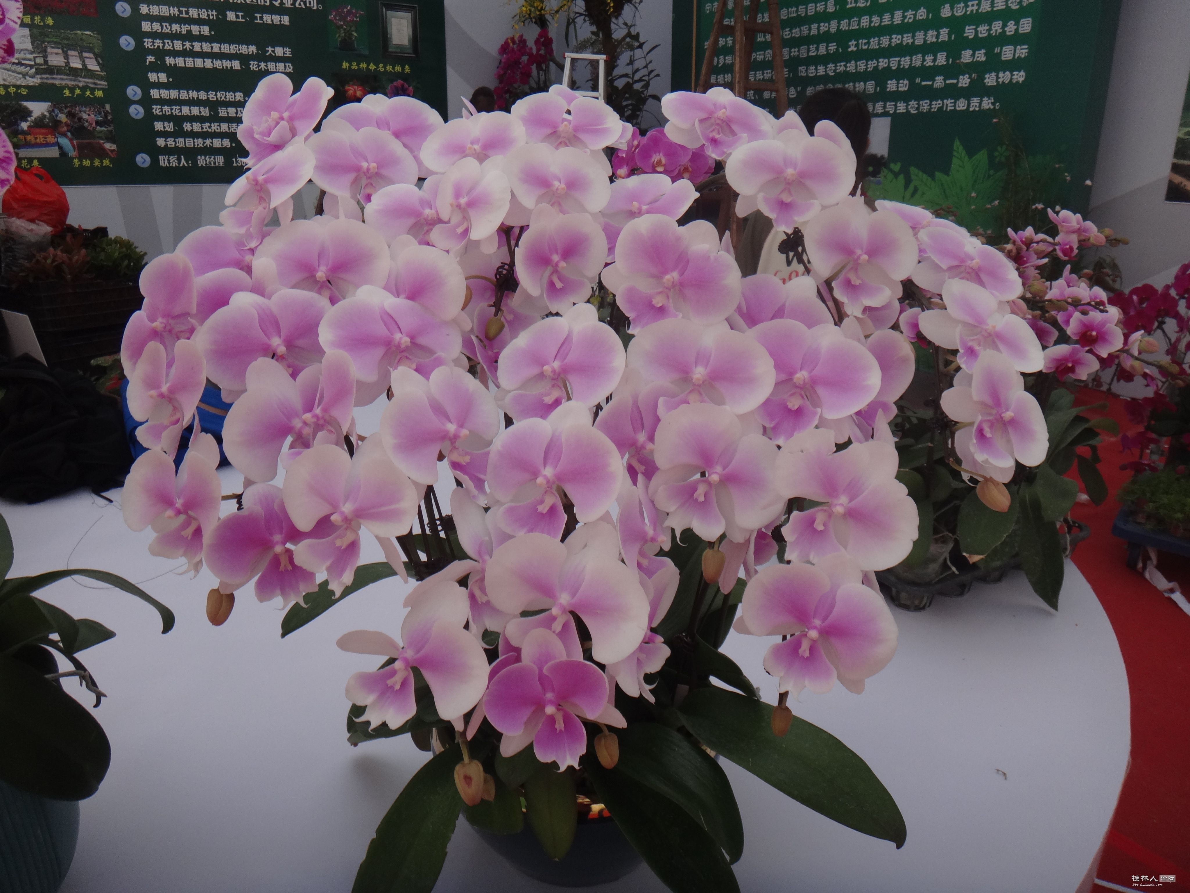 DSC06581.JPG