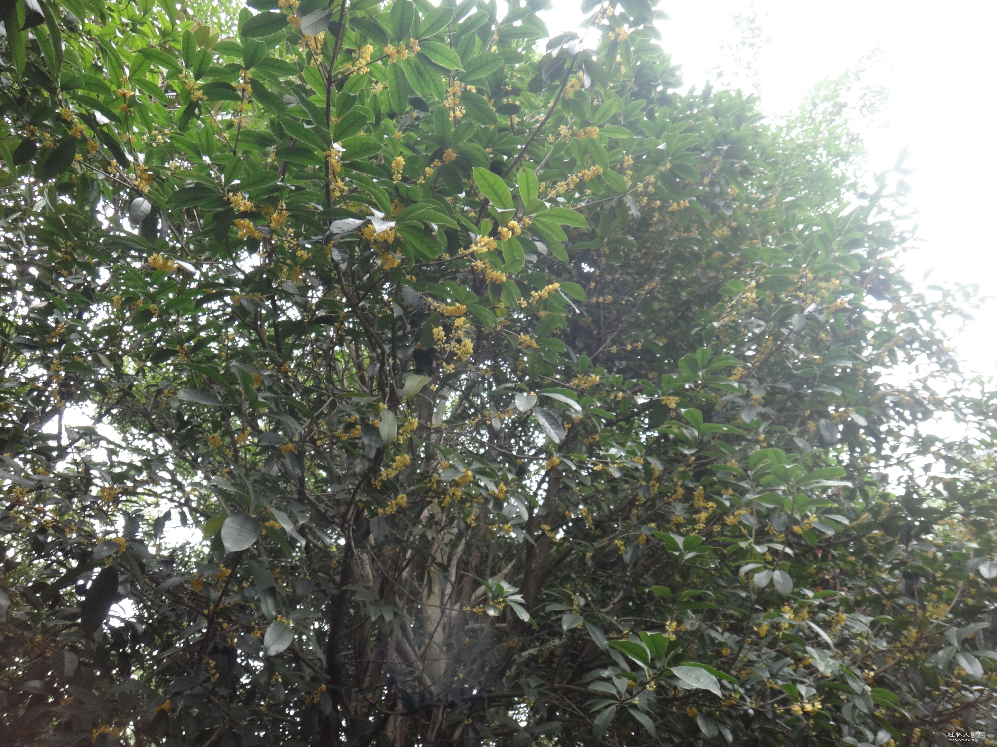 DSC06627.JPG