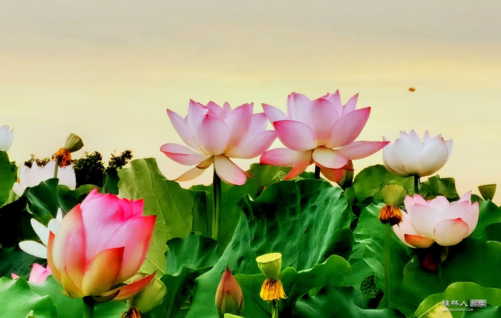 ӽ أ׷ʫ ˾ƽΣѴʡ ȷӰܽޡʱ 춨ҡ ...